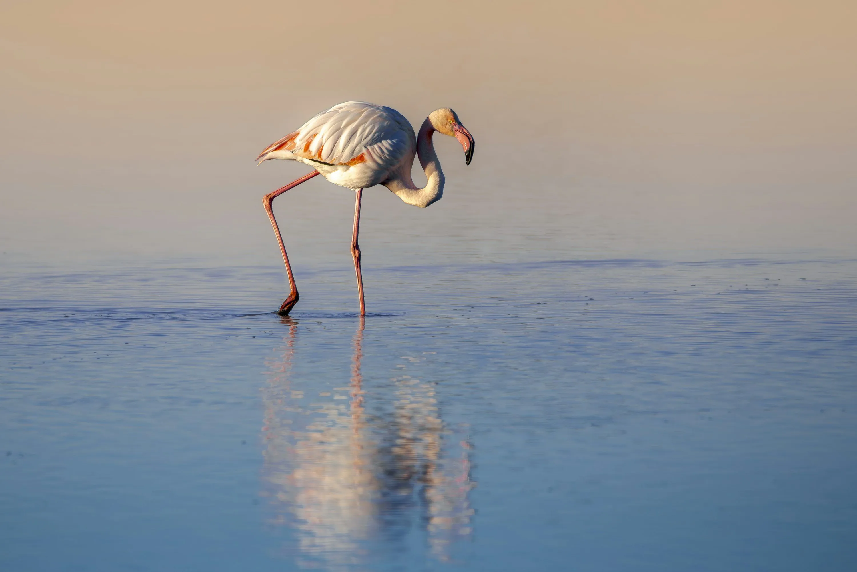 A flamingo stands in shallow blue water at sunset. photo