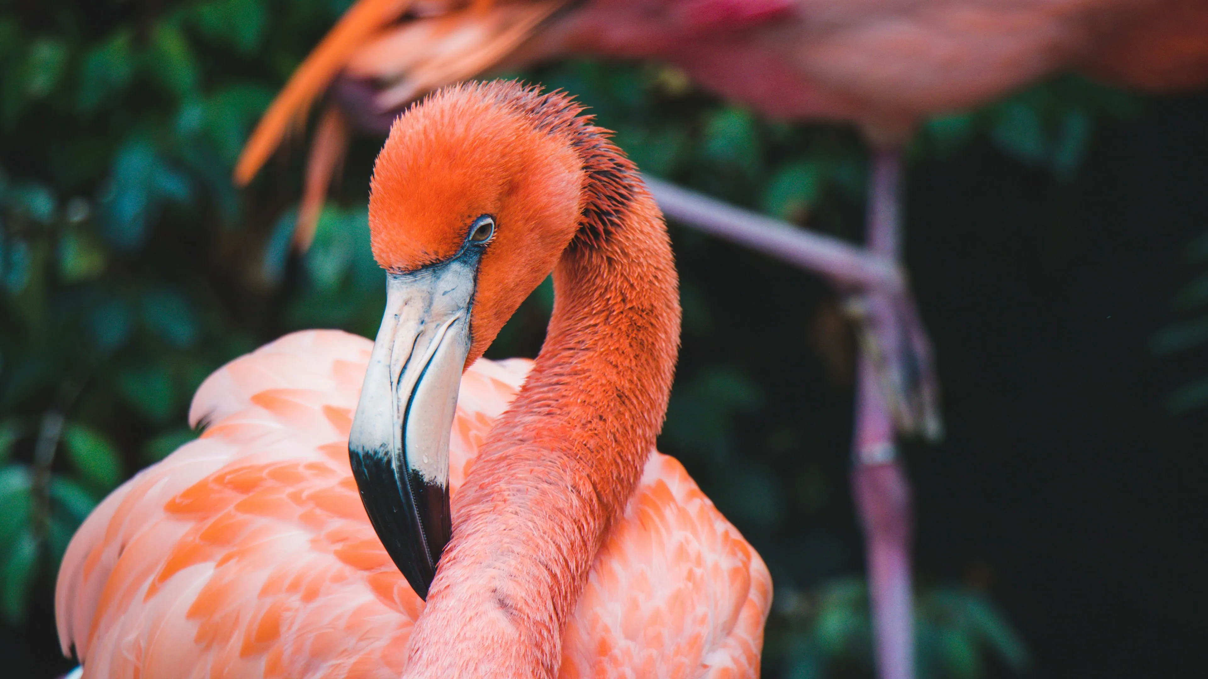 Download wallpaper 3840x2160 flamingo, bird, beak, plumage, neck 4k uhd 16:9 HD background