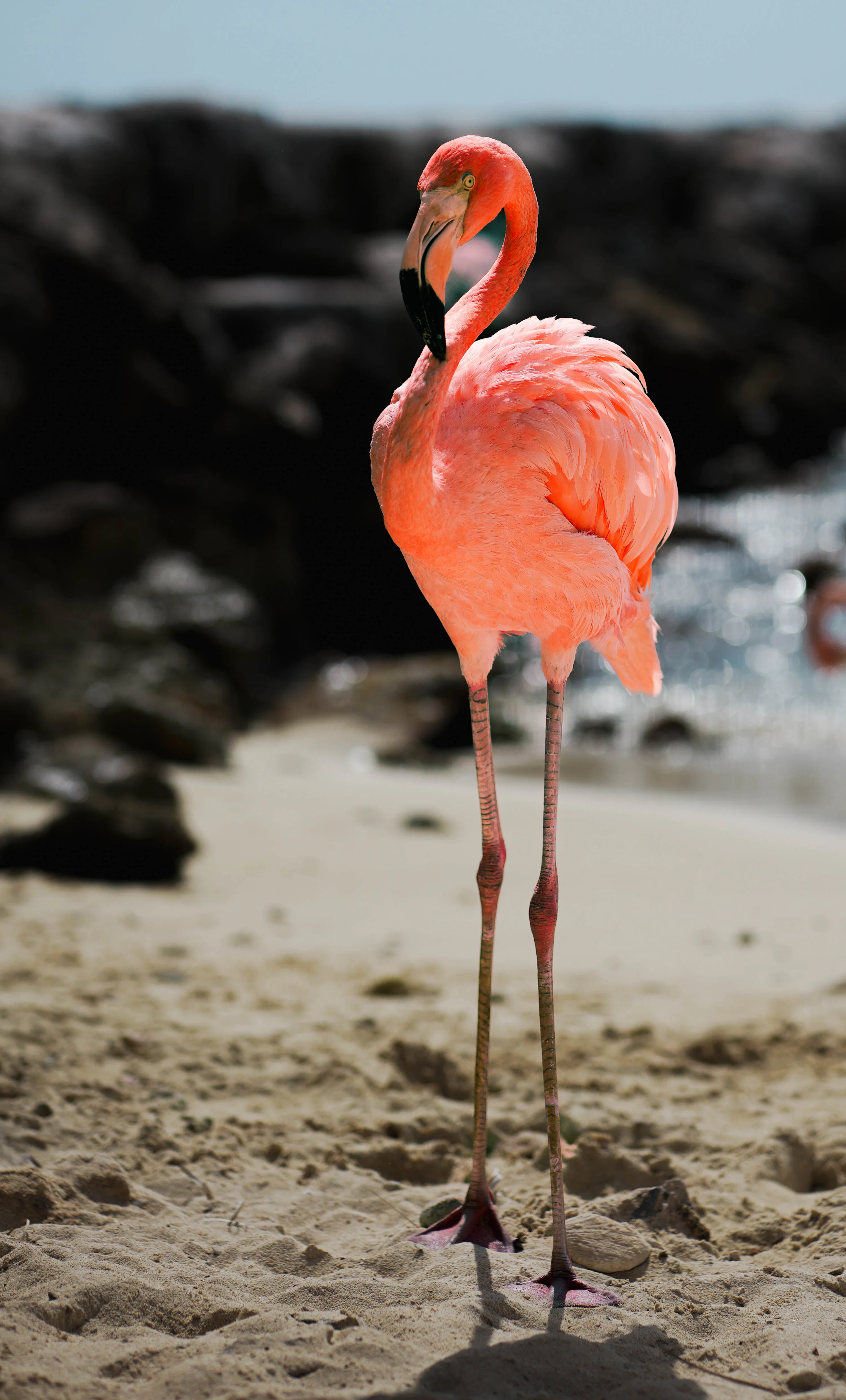 Flamingo Wallpaper: Free HD Download [4K]