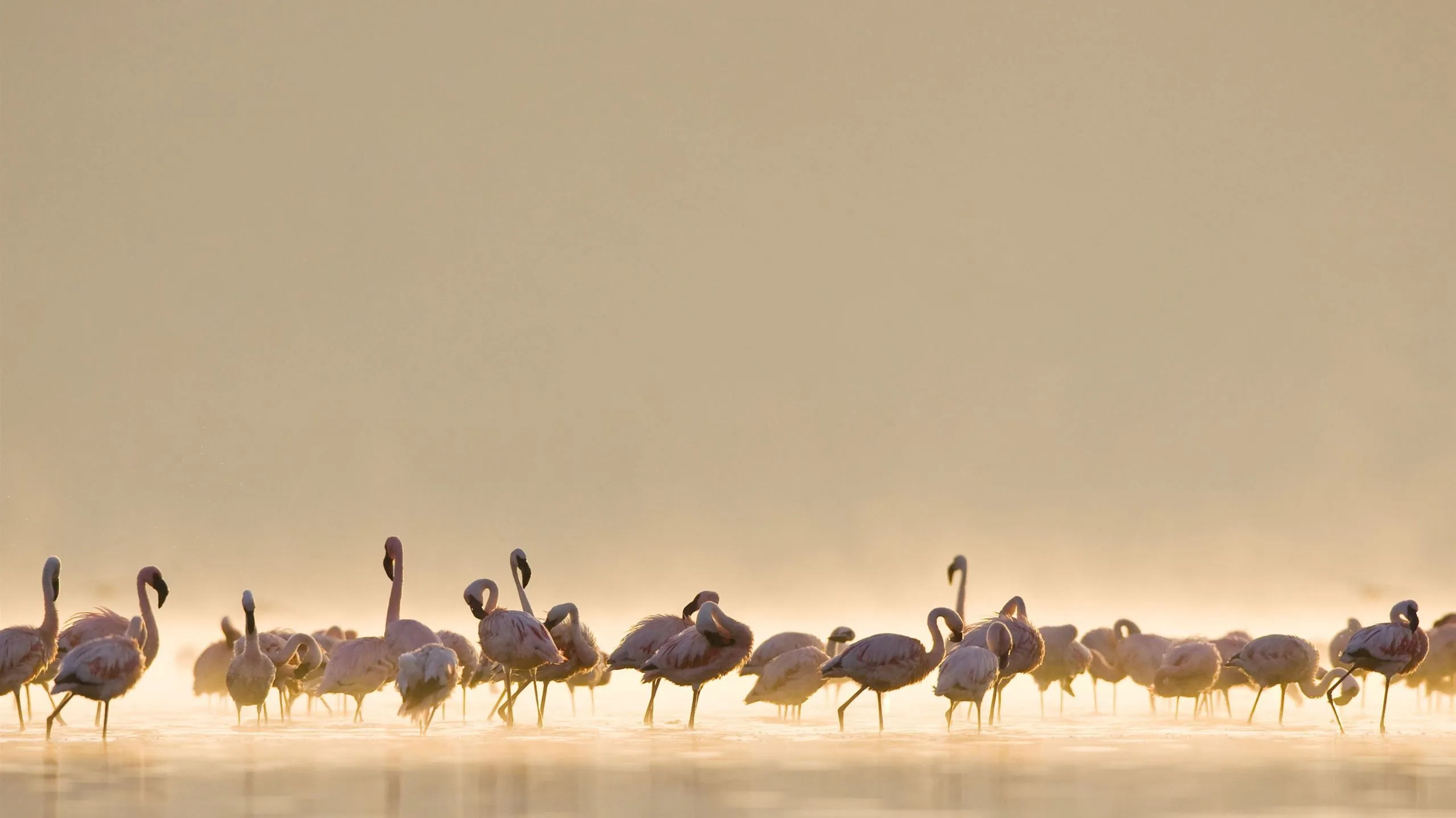 Flamingos Mac Wallpaper Download