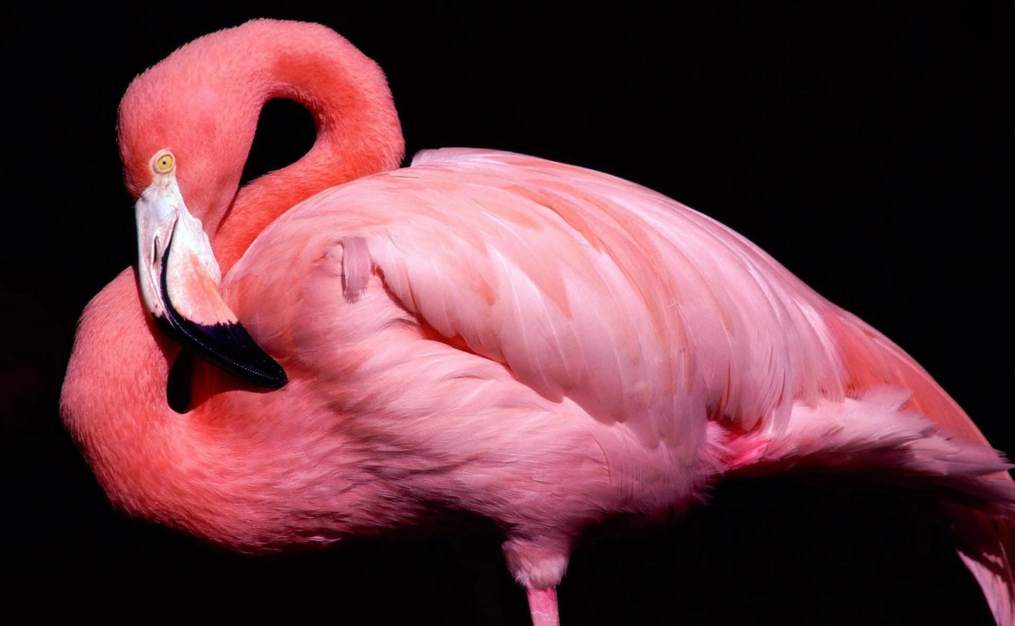 4K Vibrant Pink Flamingo With Curved Neck HD Wallpaper