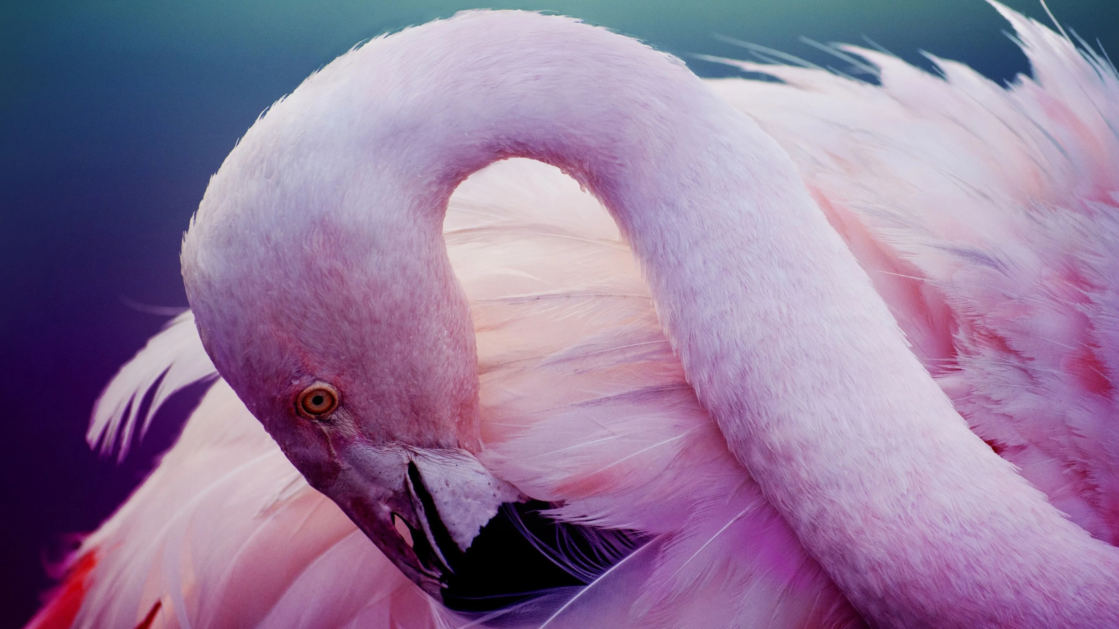 Flamingo Wallpaper 4k for Desktop