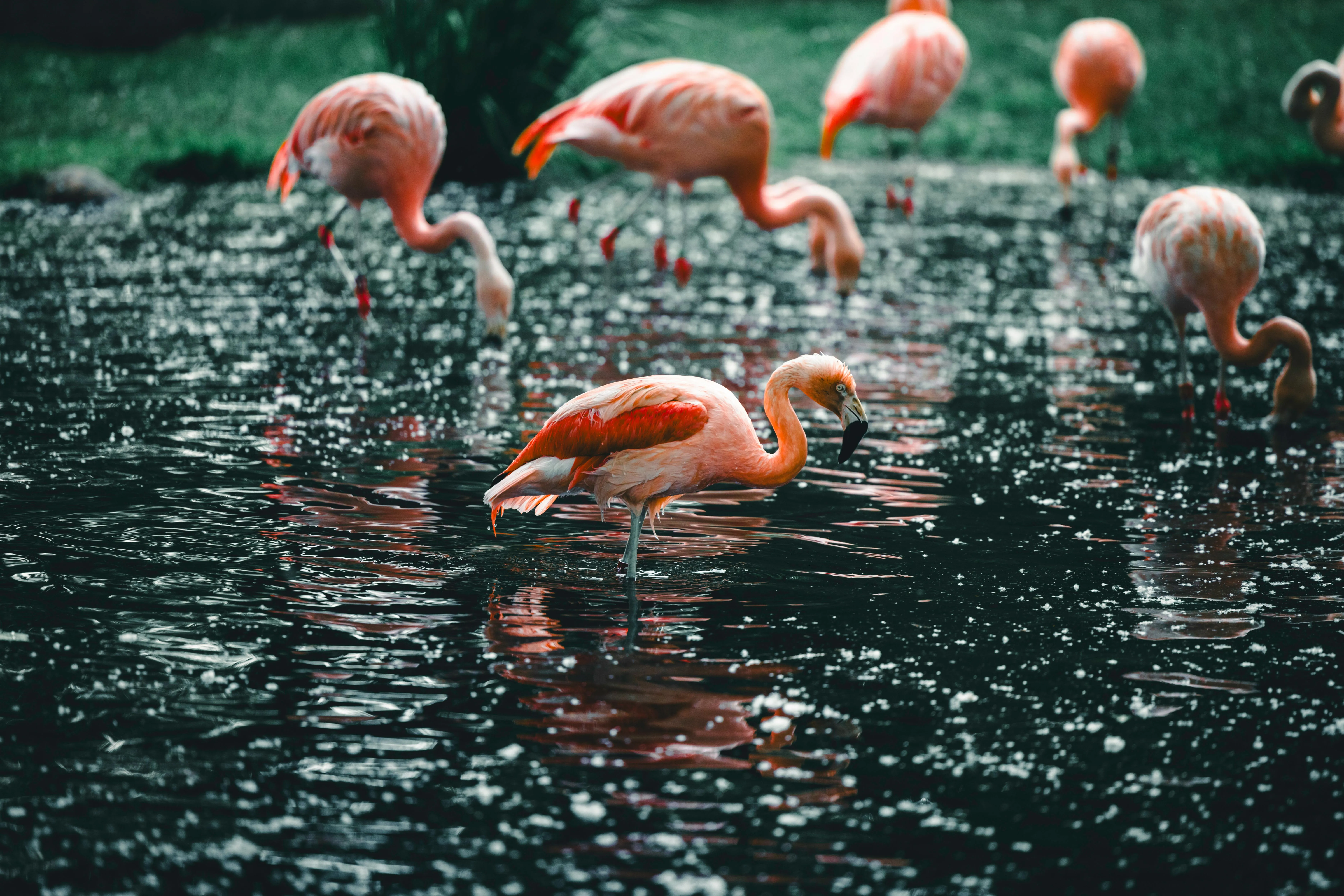 Beautiful Flamingo Stands Gracefully in Lake · Free