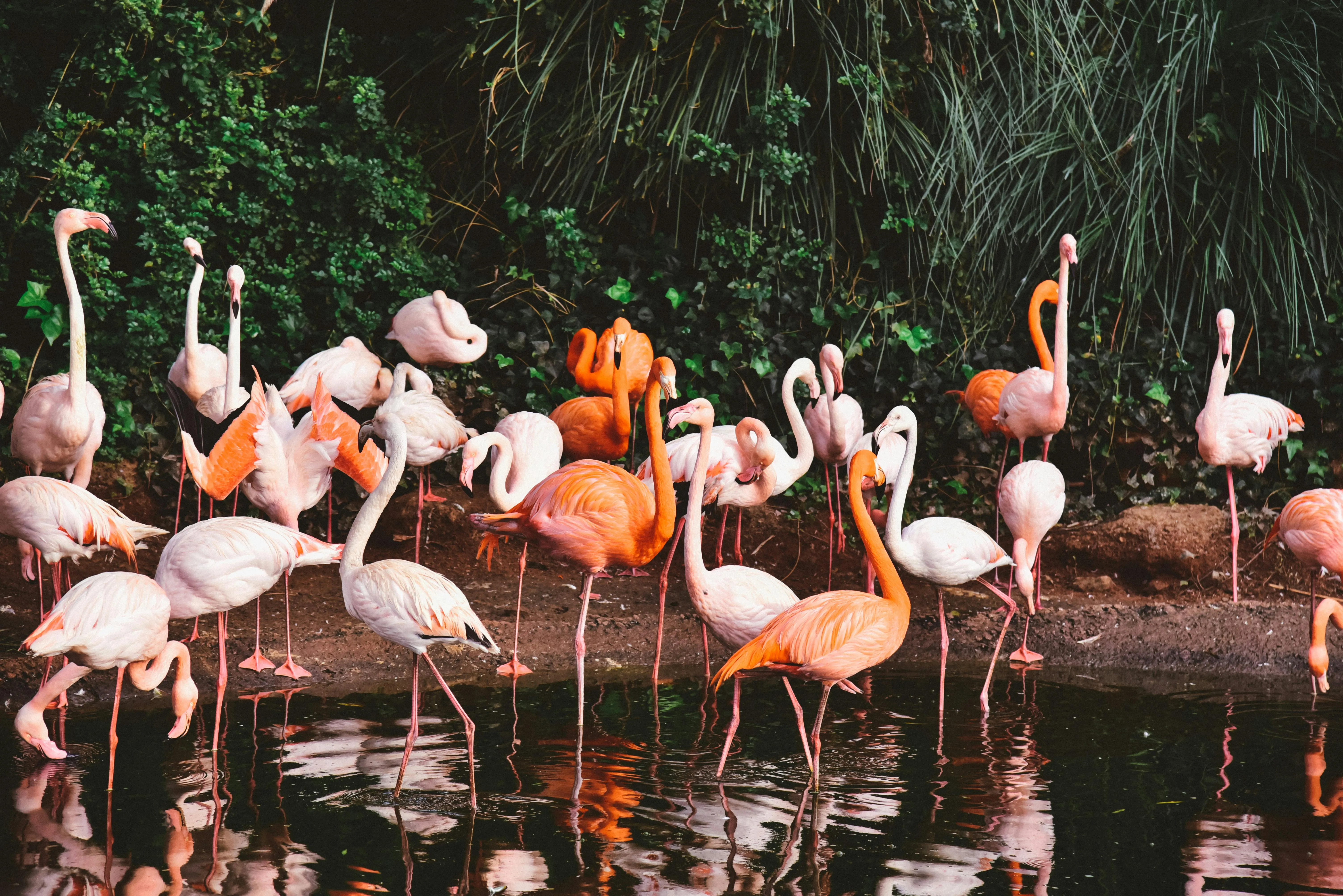 Flock of Flamingos on Water · Free