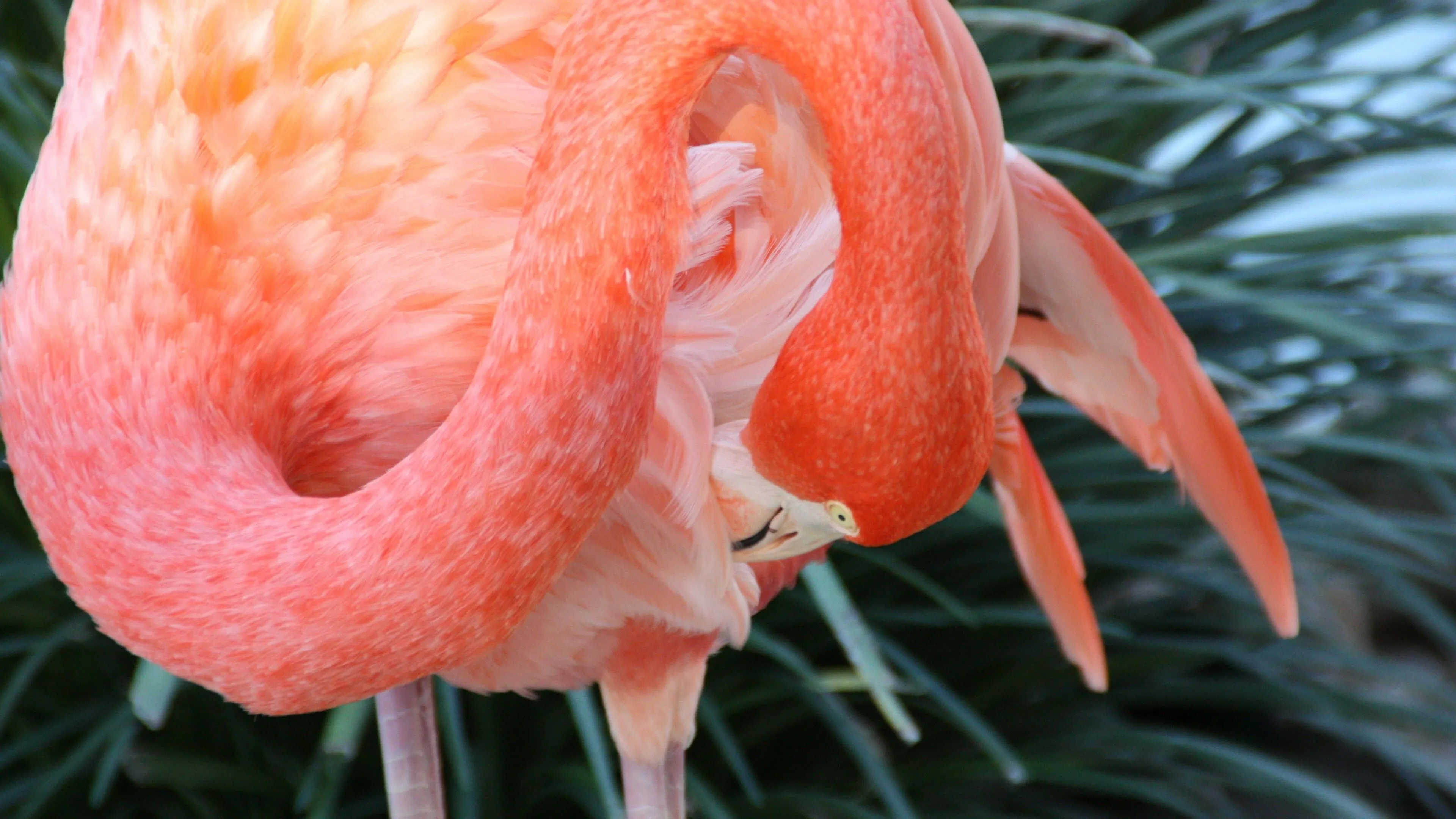 Flamingo Wallpaper
