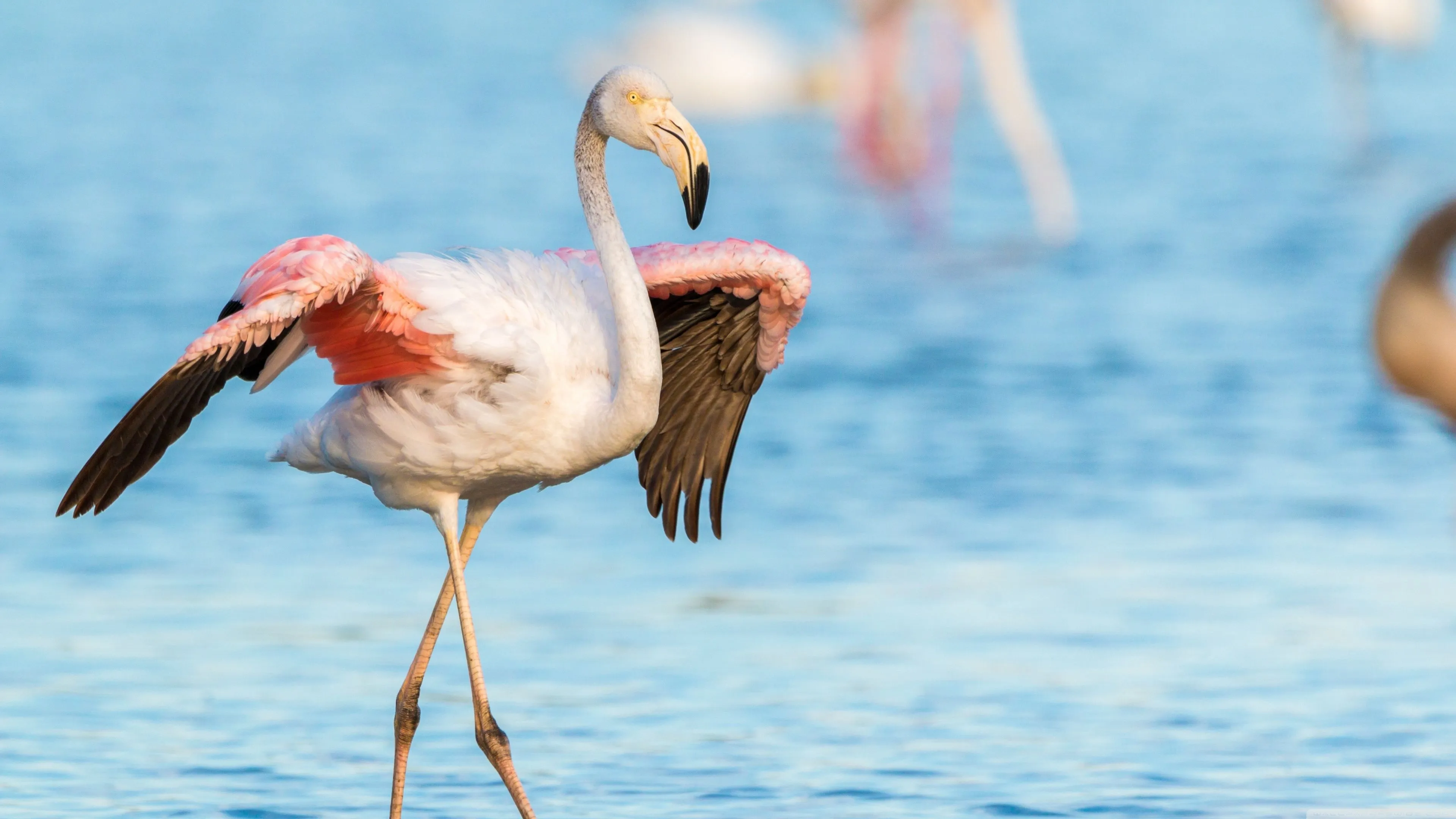 Flamingo, Water 4K UHD Wallpaper for UltraHD Desktop and TV, Widescreen and UltraWide Display, Dual Monitor, Smartphone and Tablet Devices