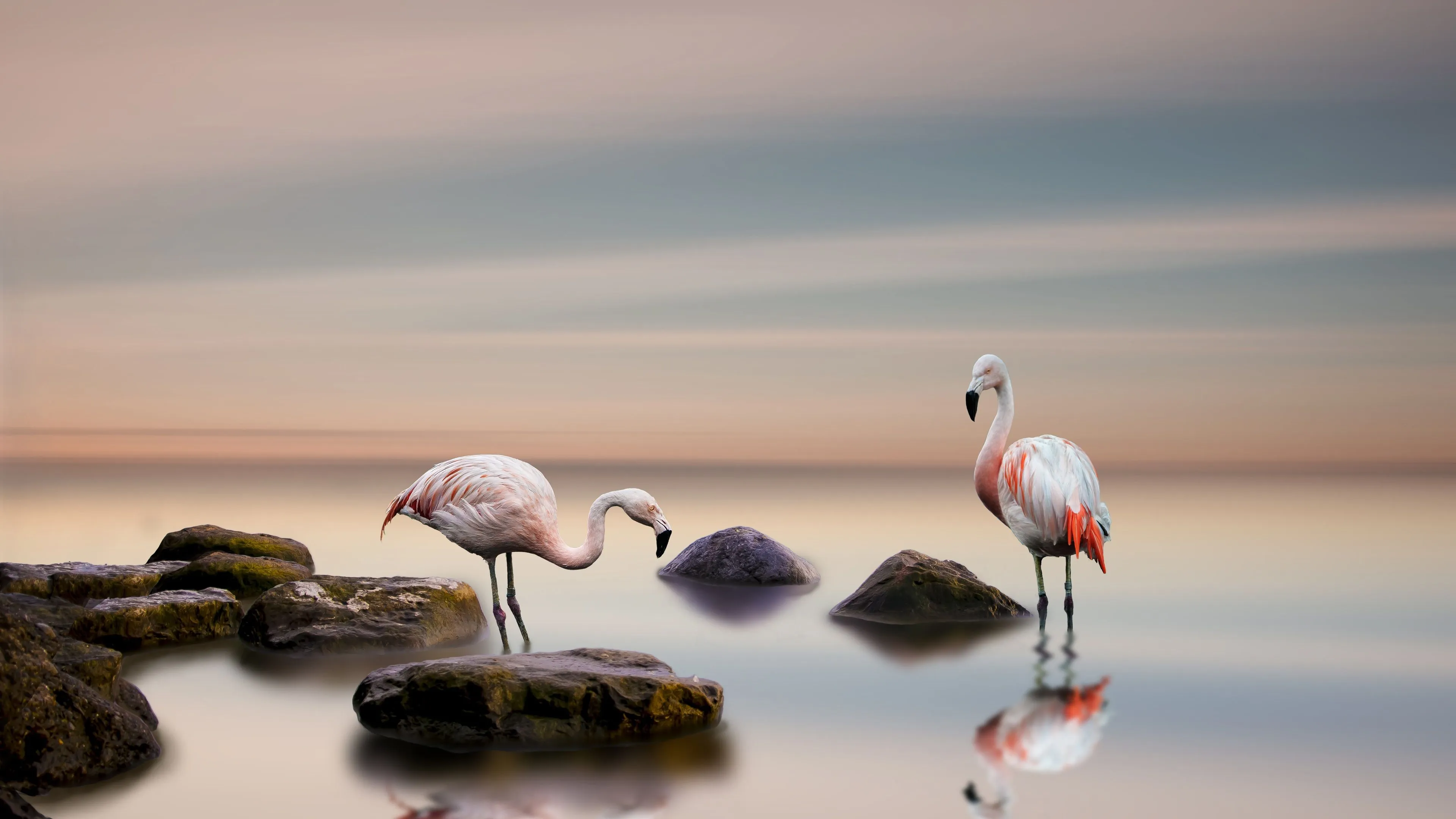 Wallpaper Flamingo, birds, lake, stones 3840x2160 UHD 4K Picture, Image