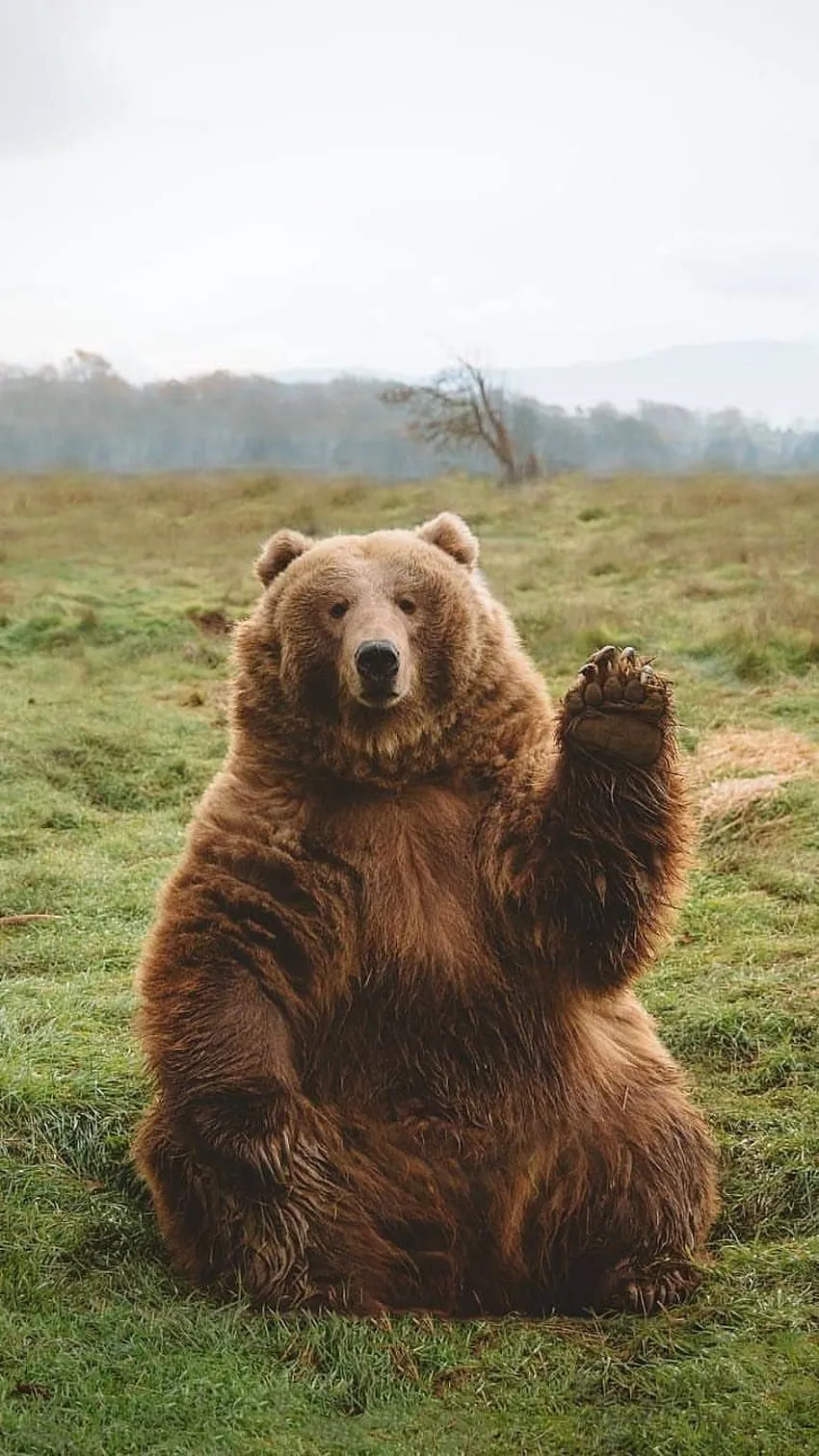 Funny Bear iPhone. Cute animals, Animals, Animal graphy HD phone wallpaper