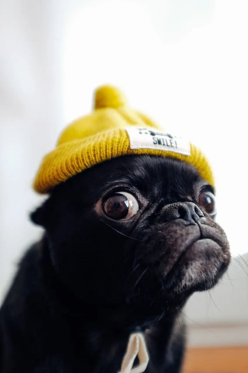 Funny, Animals, Dog, Pet, Cap, Pug HD phone wallpaper