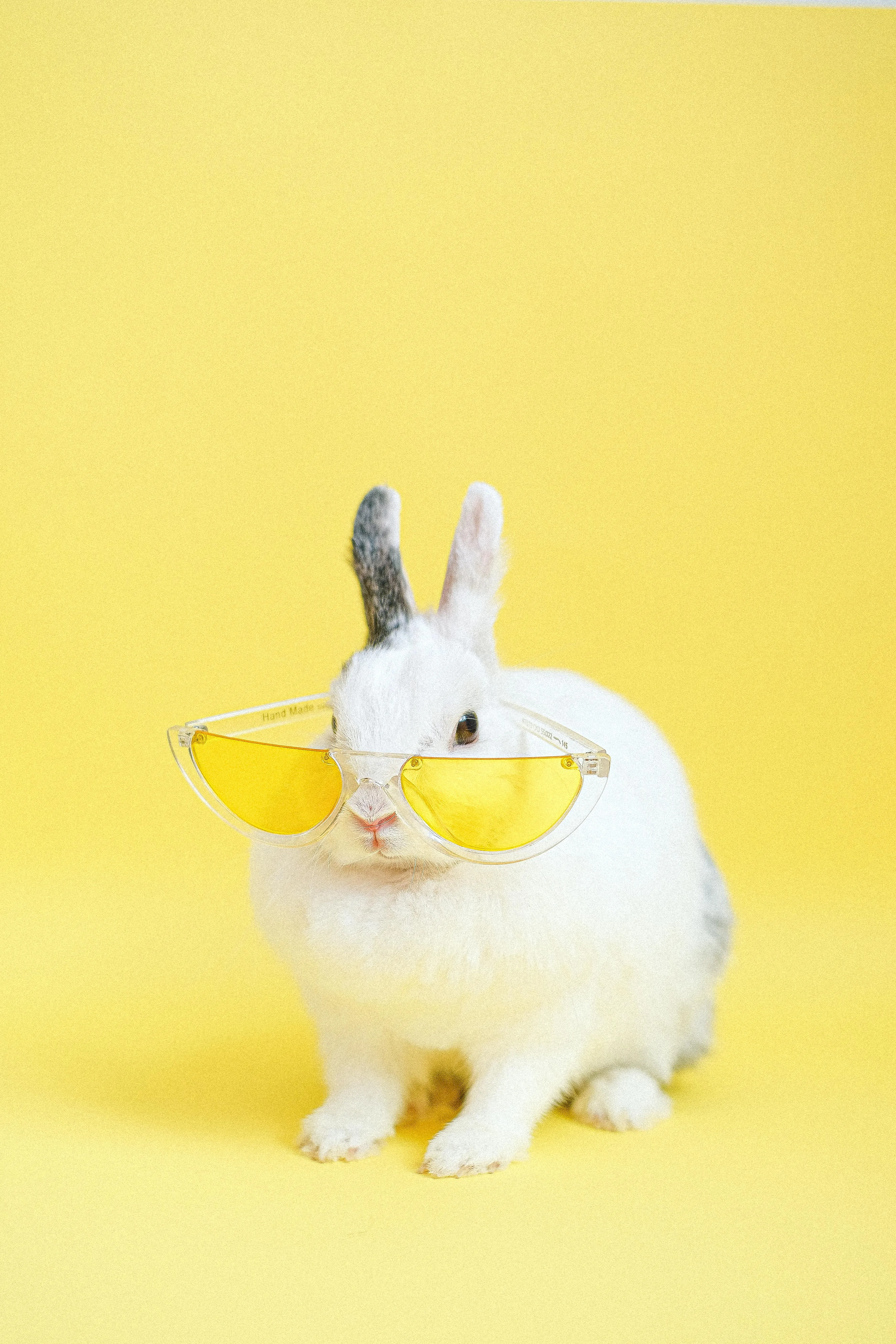 Funny Animal Videos Photo, Download The BEST Free Funny Animal Videos & HD Image