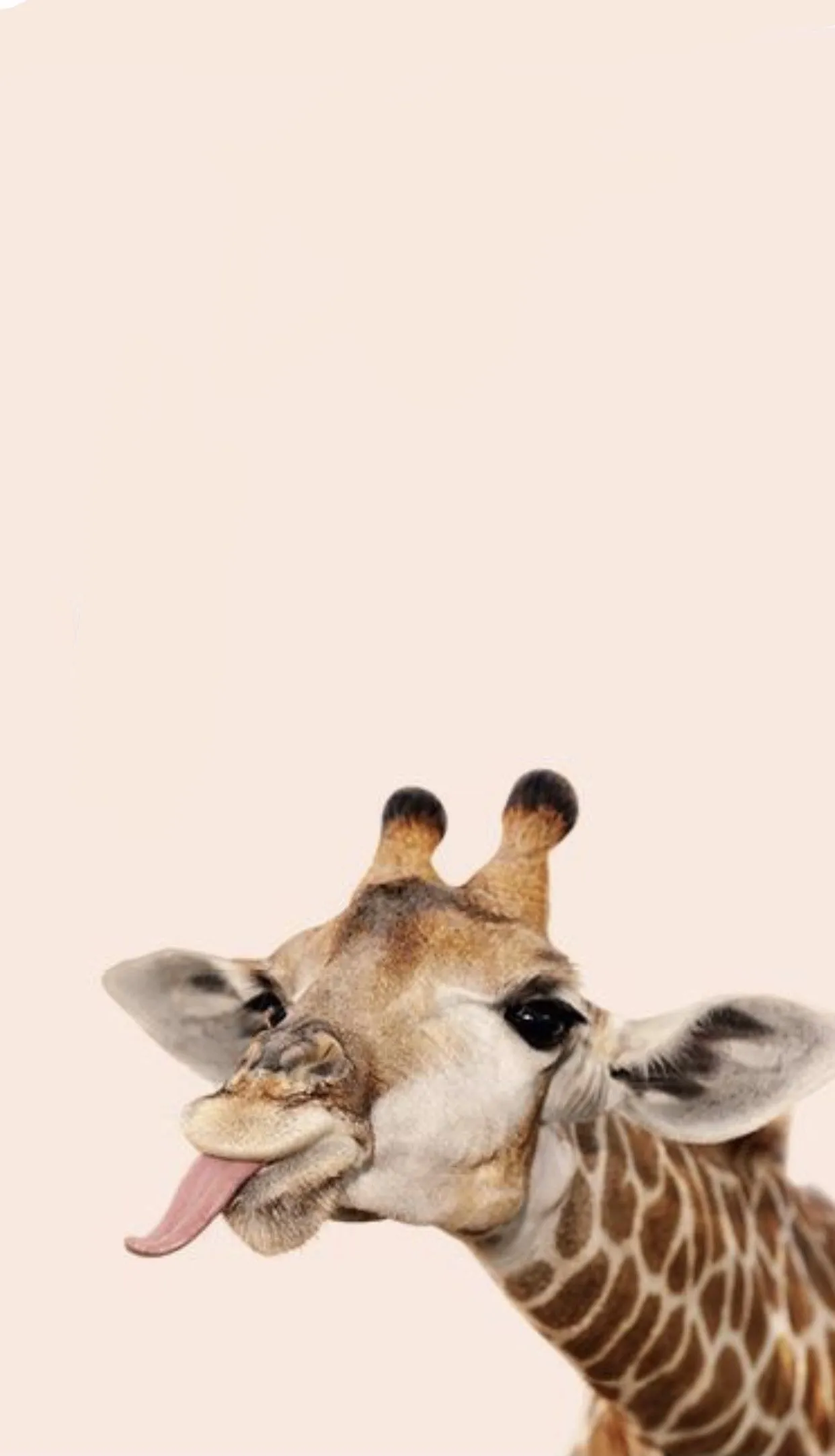 Funny Giraffe Wallpaper, HD Background on WallpaperBat
