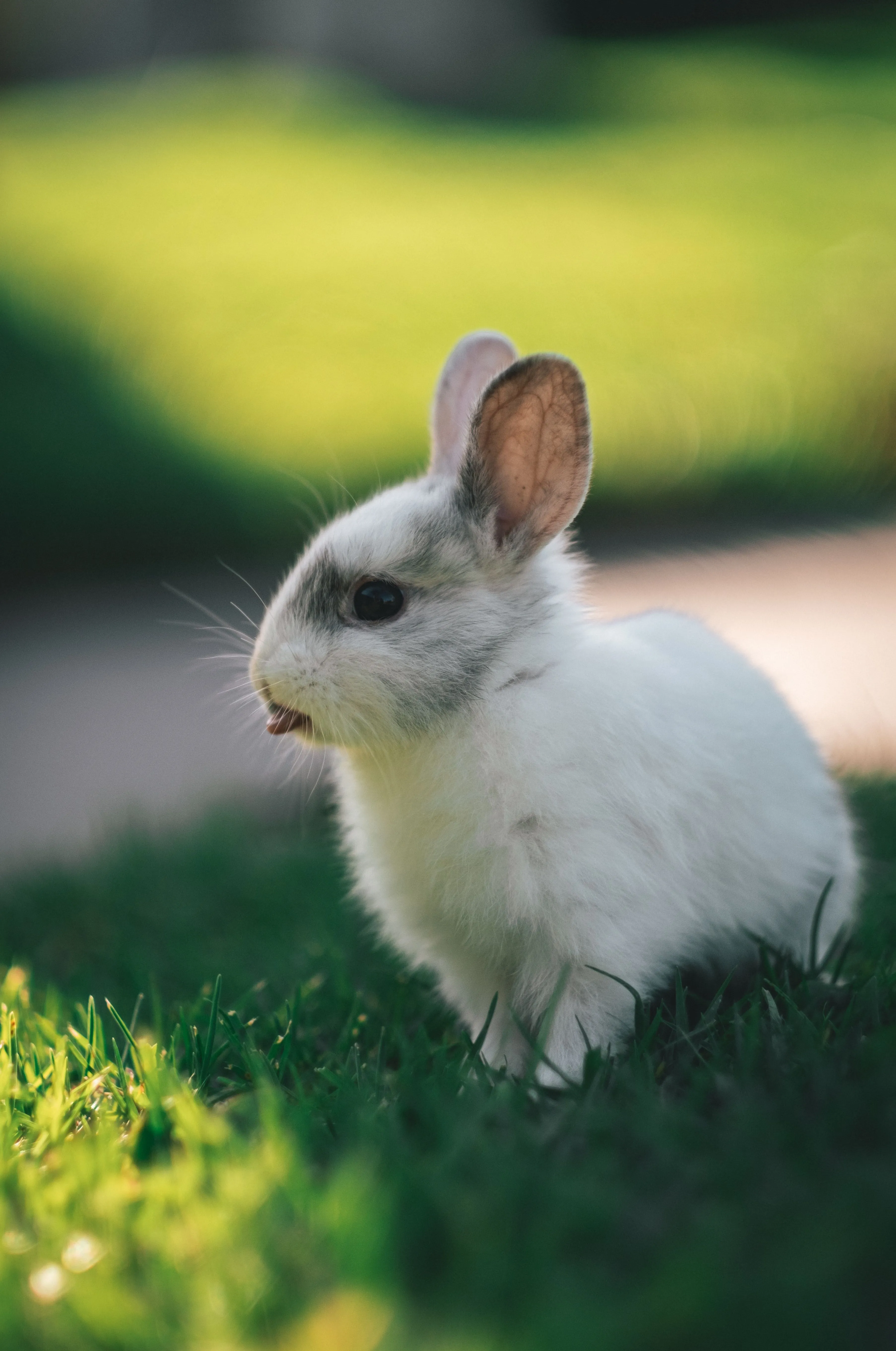 Phone wallpaper: Rabbit, Funny, Animals, Protruding Tongue, Tongue Stuck Out, Hare 148364