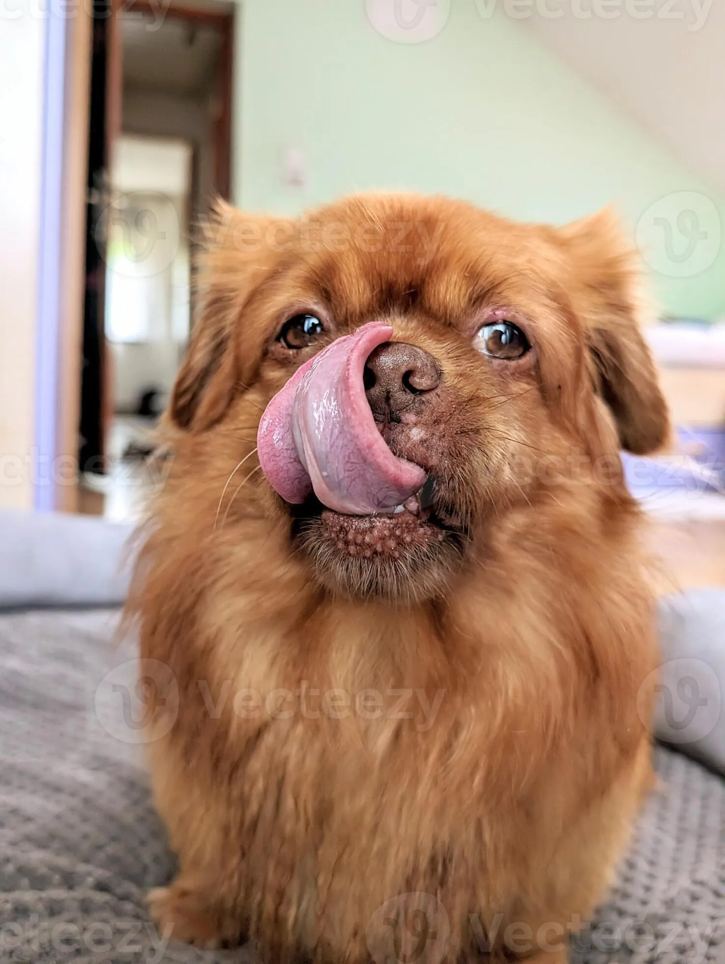 closeup portrait of cute funny little brown dog with his tongue out, pets and animals background, wallpaper