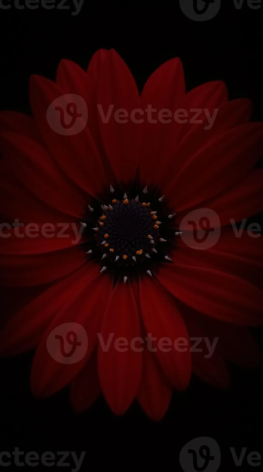 Vibrant Red Flower Phone Wallpaper With Dark Background for Stunning Mobile Display