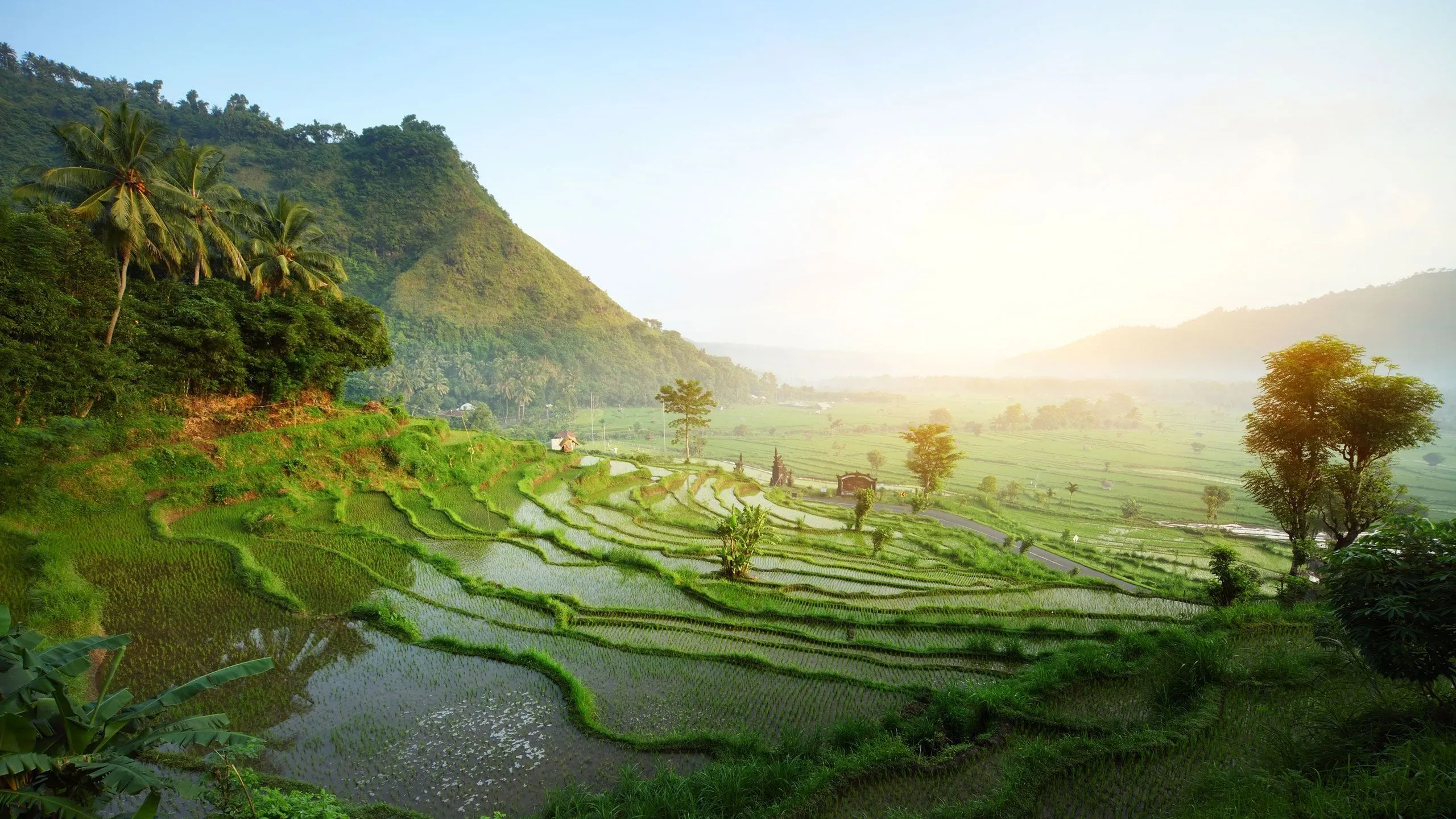 Ubud Rice Terraces Bali HD Wallpaper 94242