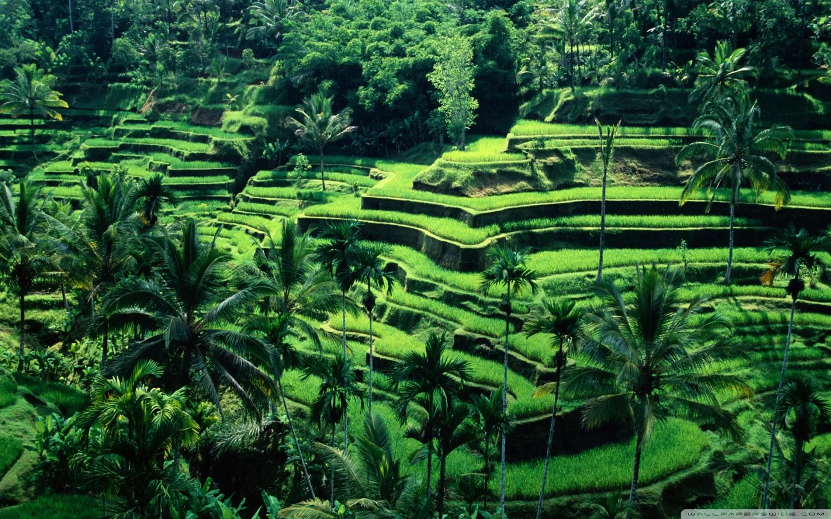 Bali, Indonesia 4K UHD Wallpaper for UltraHD Desktop and TV, Smartphone and Tablet Devices
