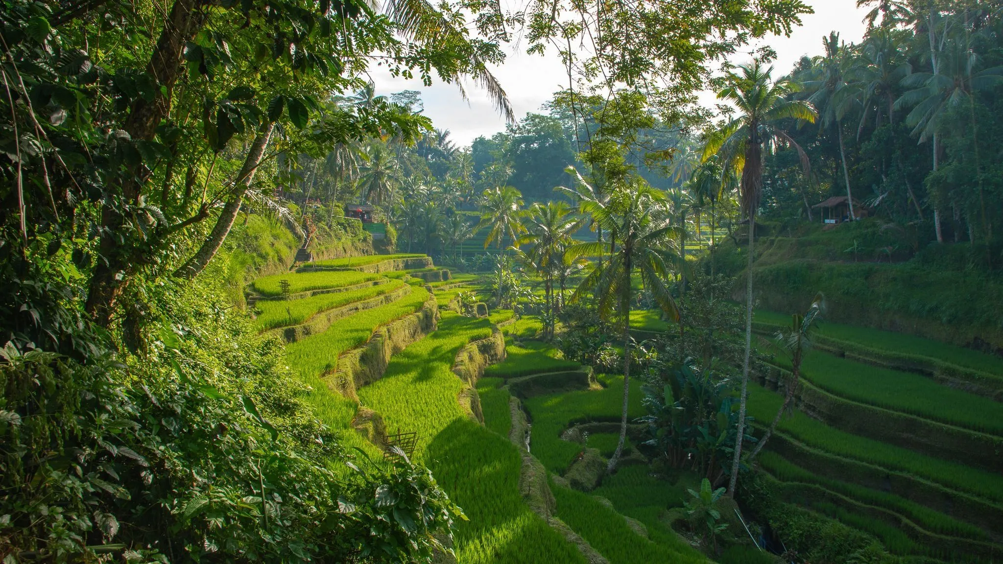 Ubud Rice Terraces Bali HD Desktop Wallpaper 94240