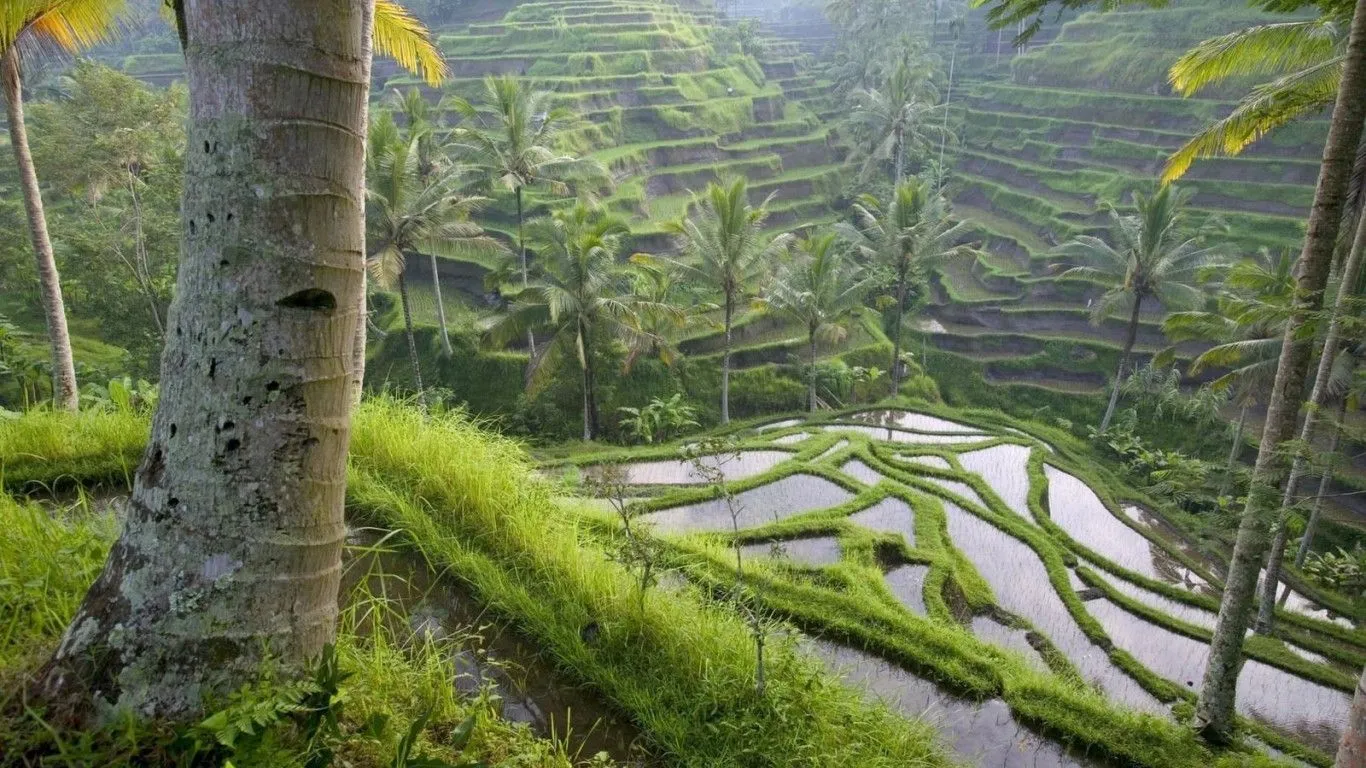 Ubud Rice Terraces Bali Widescreen Wallpaper 94246