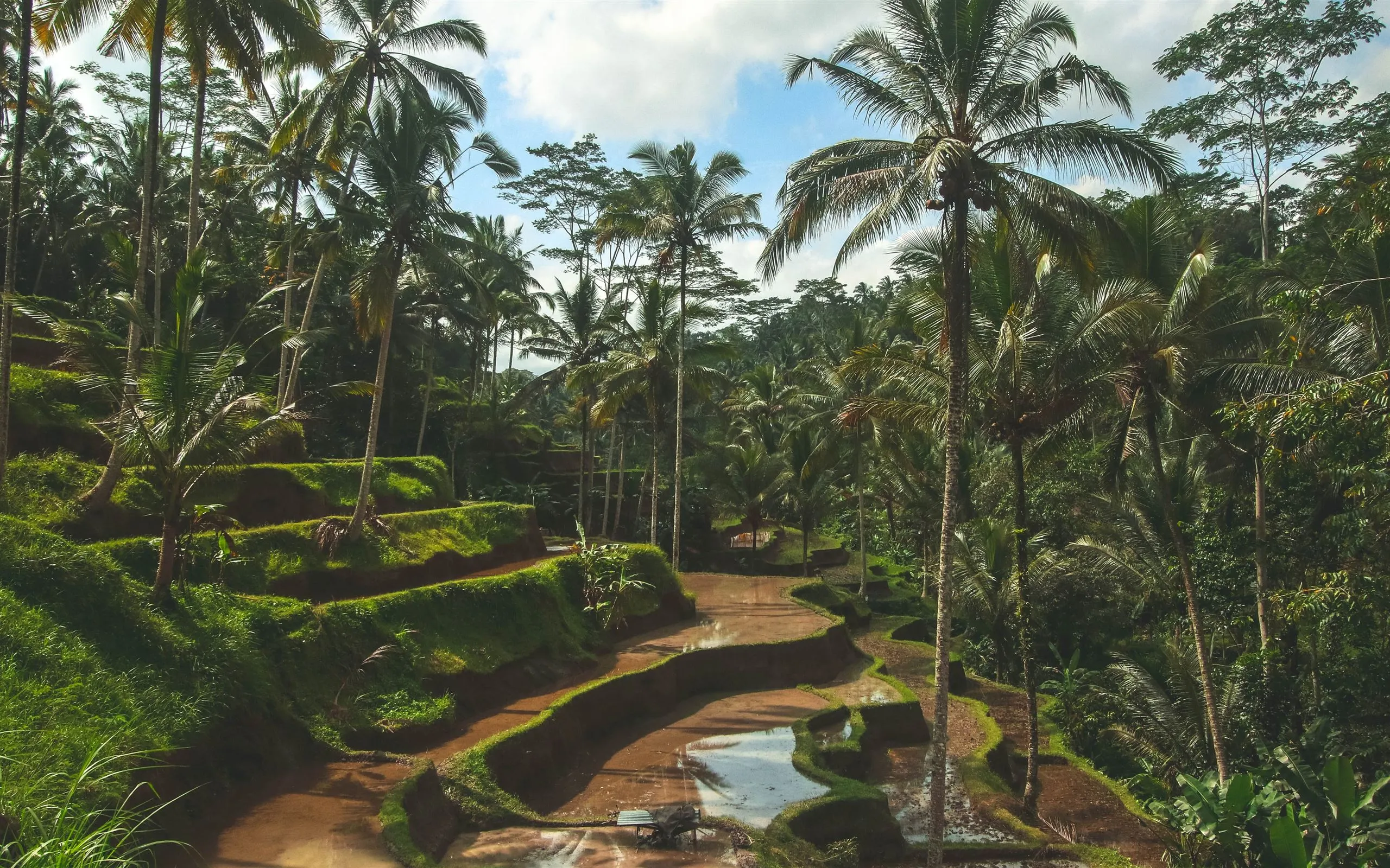 Rice Fields of Bali MacBook Air Wallpaper Download