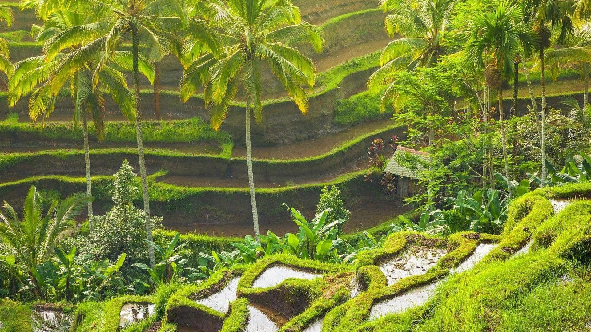 Ubud Rice Terraces Bali Background HD Wallpaper 94232