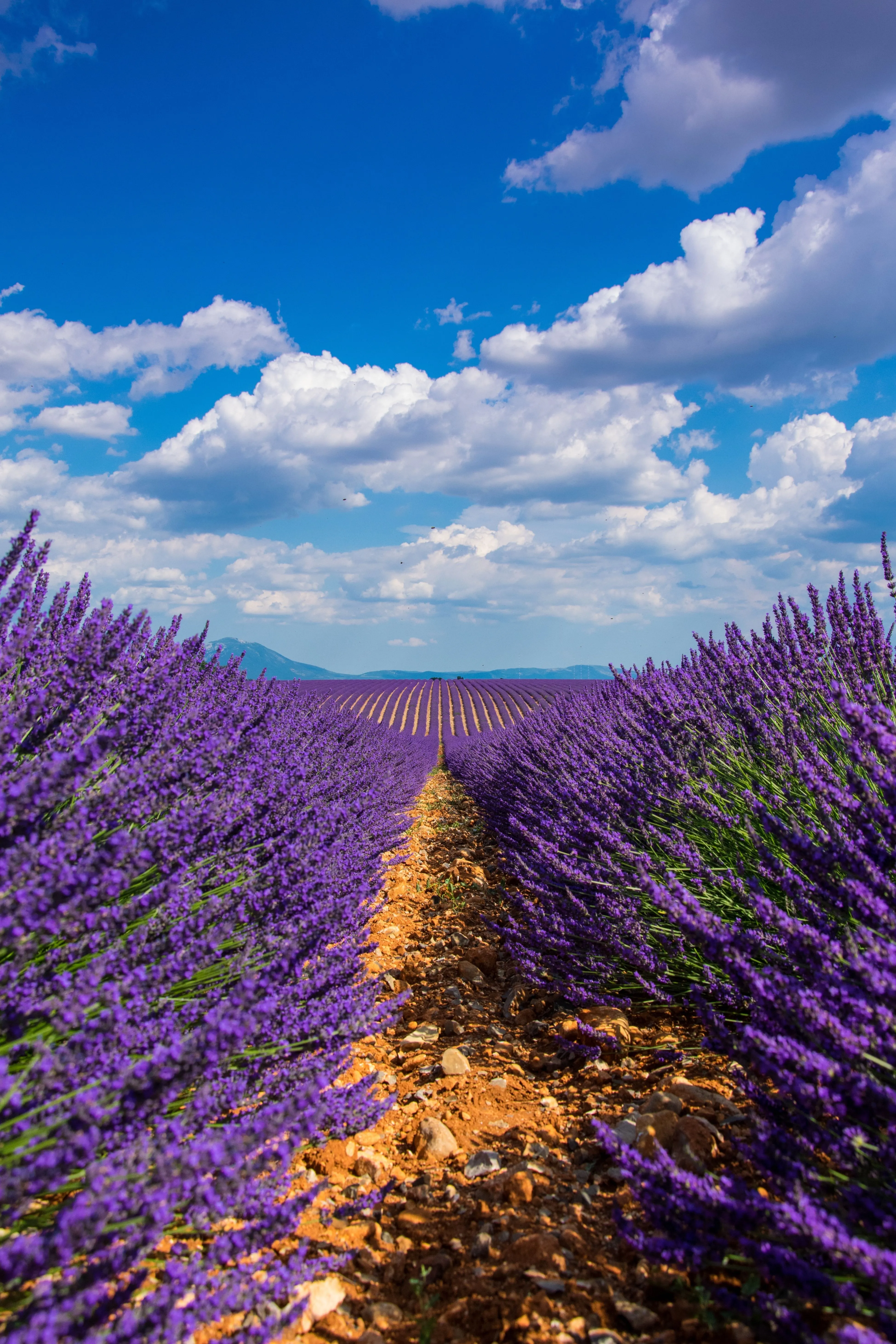 Phone wallpaper: Lavender, Nature, Sky, Bloom, Flowering, Field 97306