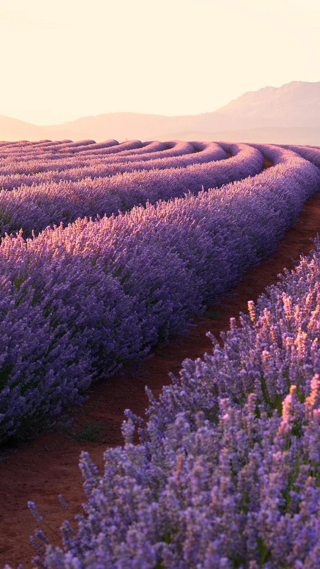 Lavender fields Wallpaper 4K, Lavender flowers, Sunrise