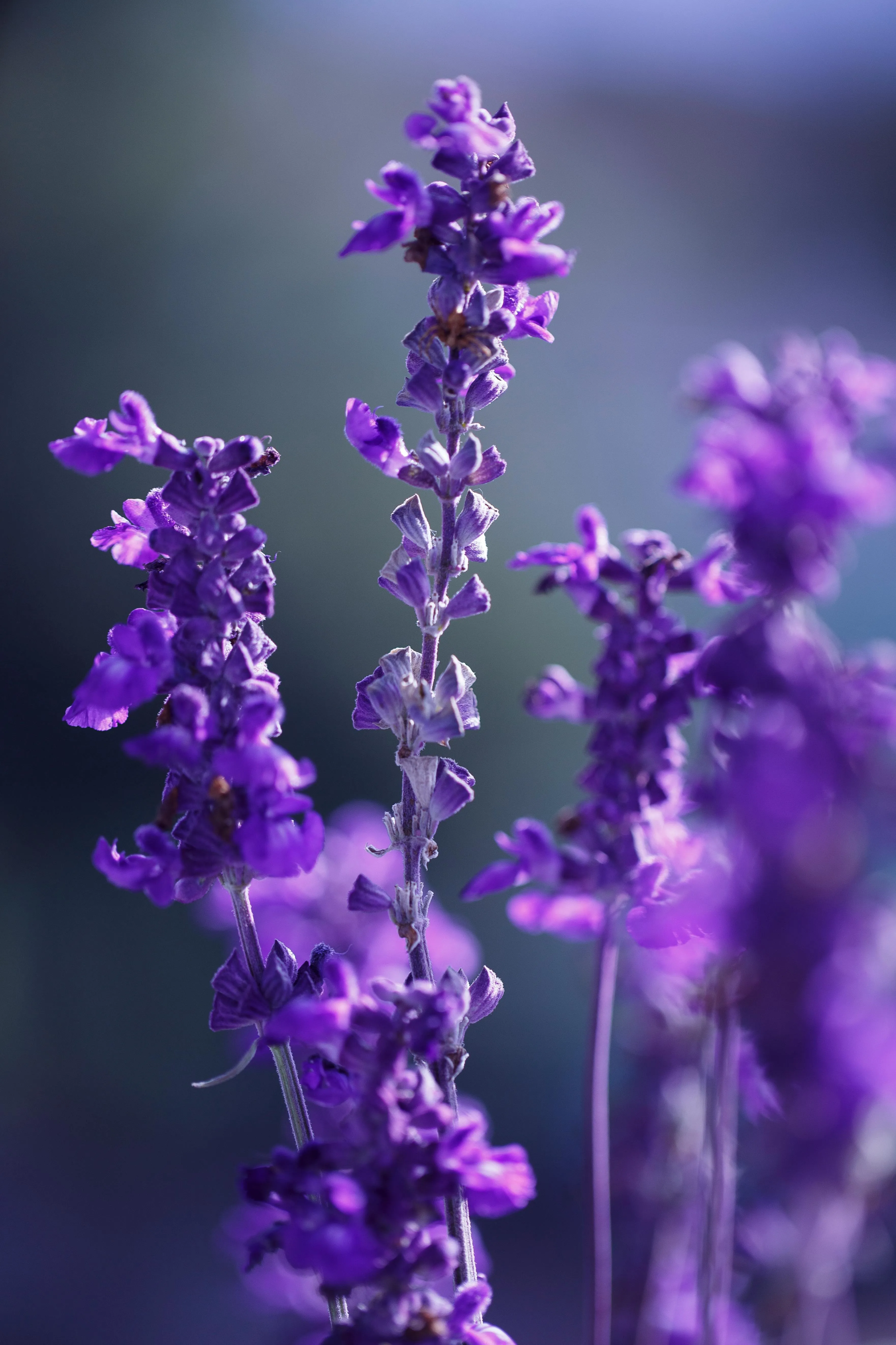 Lavender Background Photo, Download The BEST Free Lavender Background & HD Image