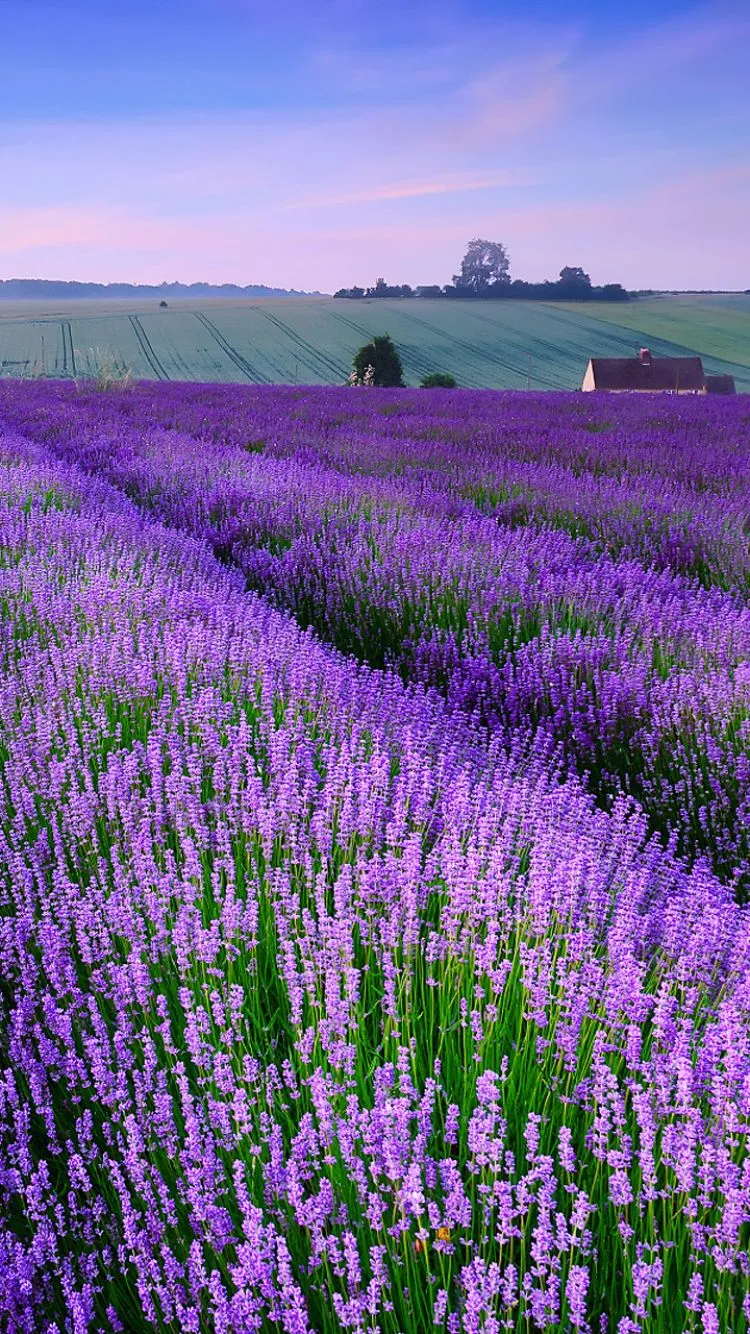 Phone wallpaper: Earth, Lavender, Field, Flowers 1121598