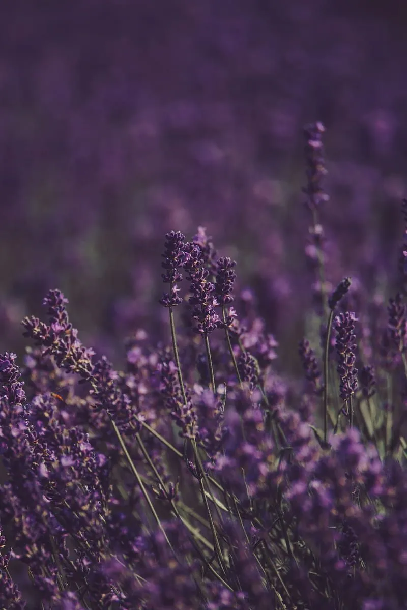 Lavender, flower, HD phone wallpaper