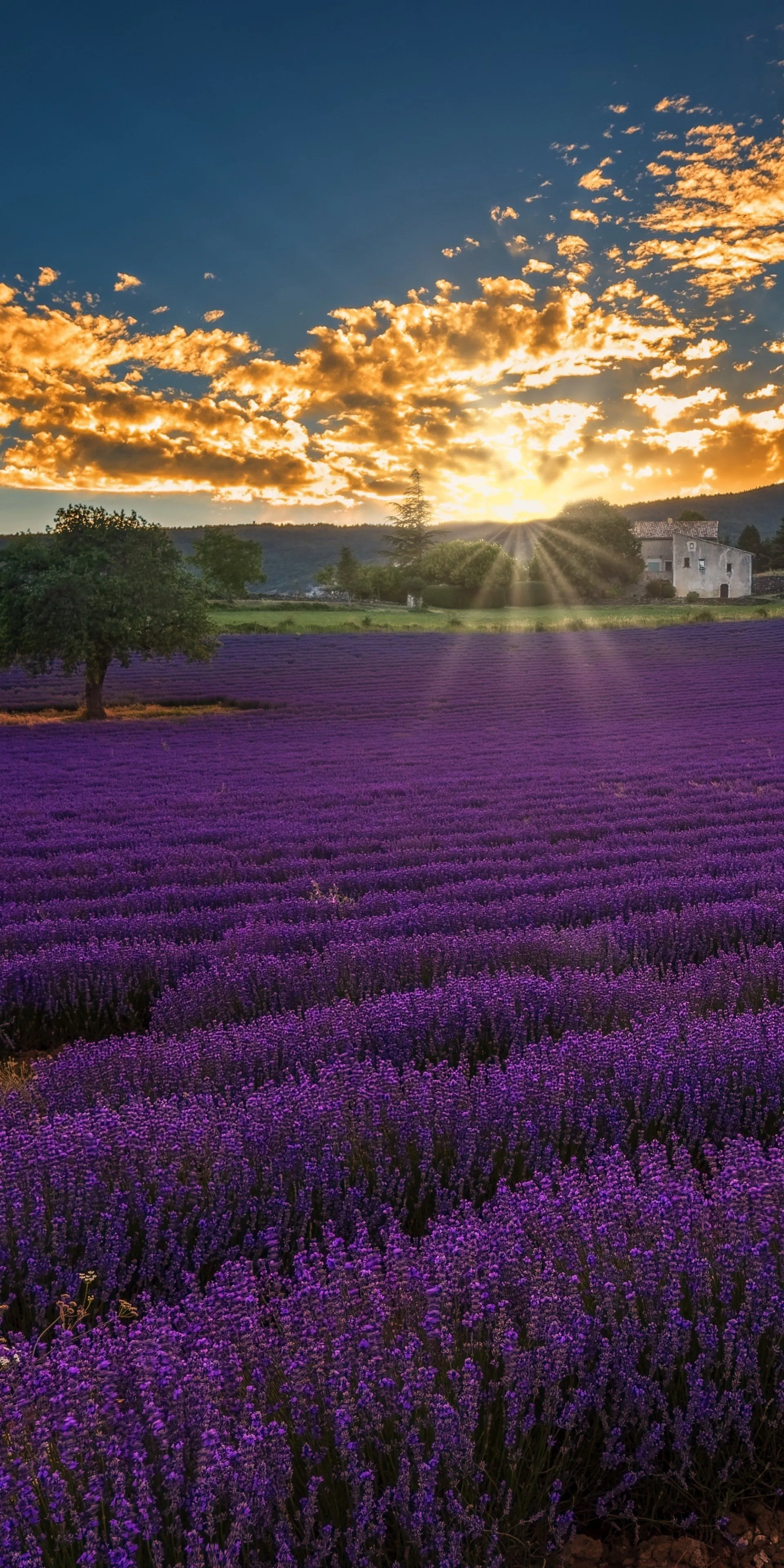 Lavender Phone Wallpaper and iPhone Background