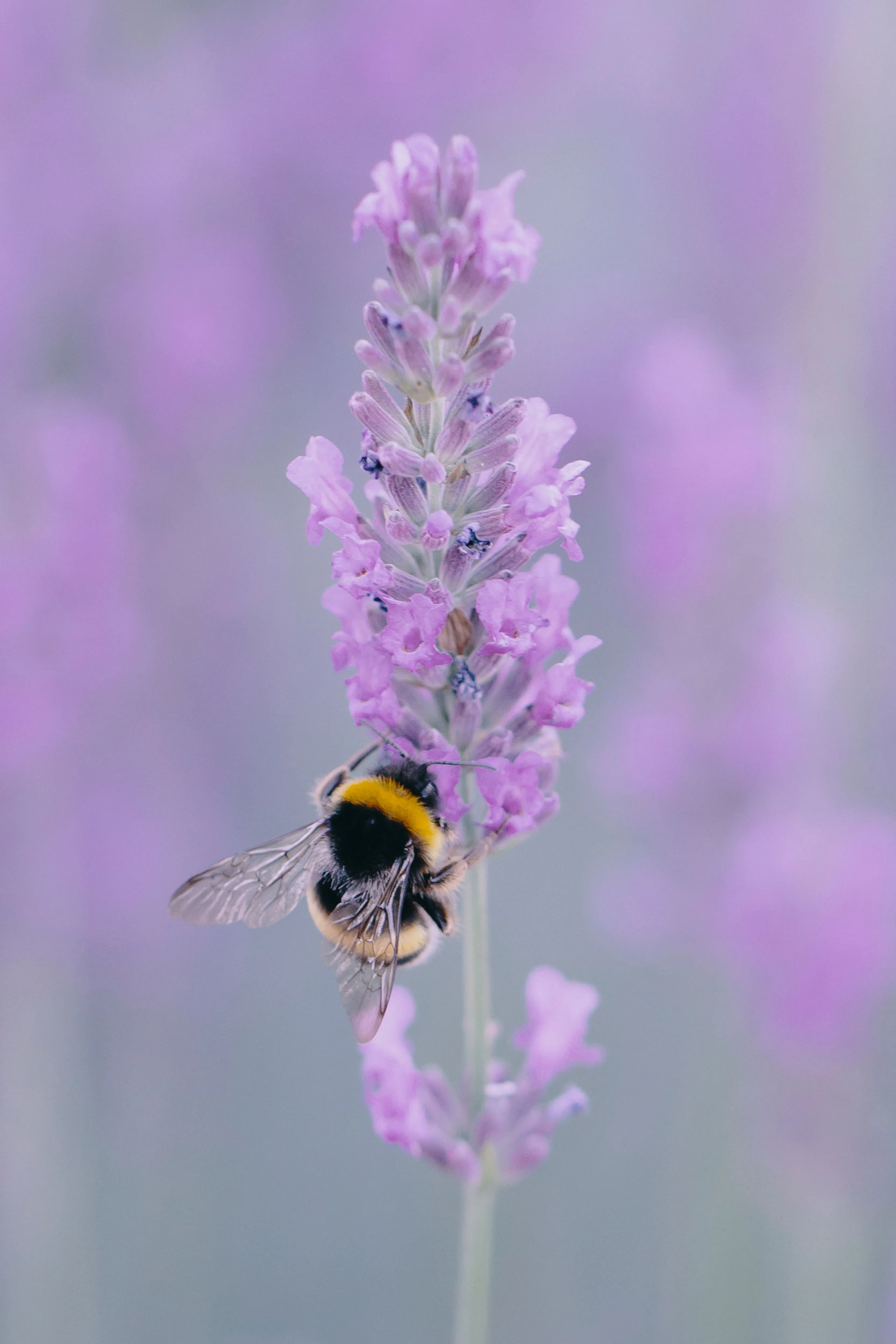 Phone wallpaper: Lavender, Macro, Flower, Bee, Wings 153529