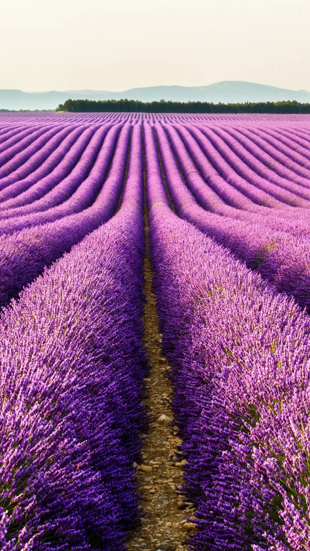 Phone wallpaper: Lavender, Earth, Nature, Flower, Purple Flower, Field, Landscape, Flowers 1143561