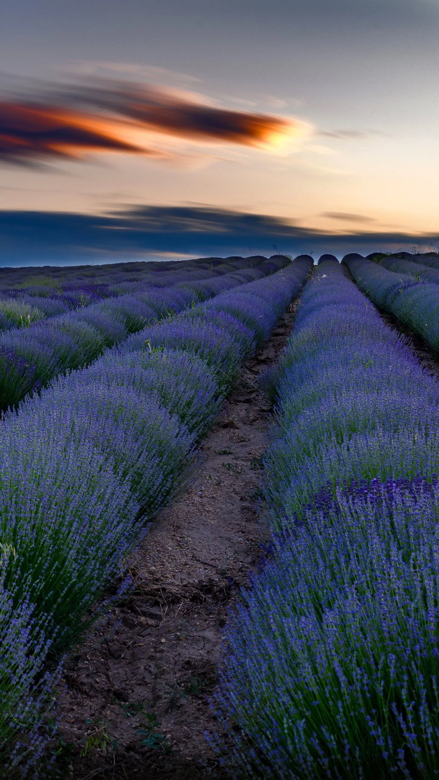 Download Nature Field Lavender Phone Wallpaper