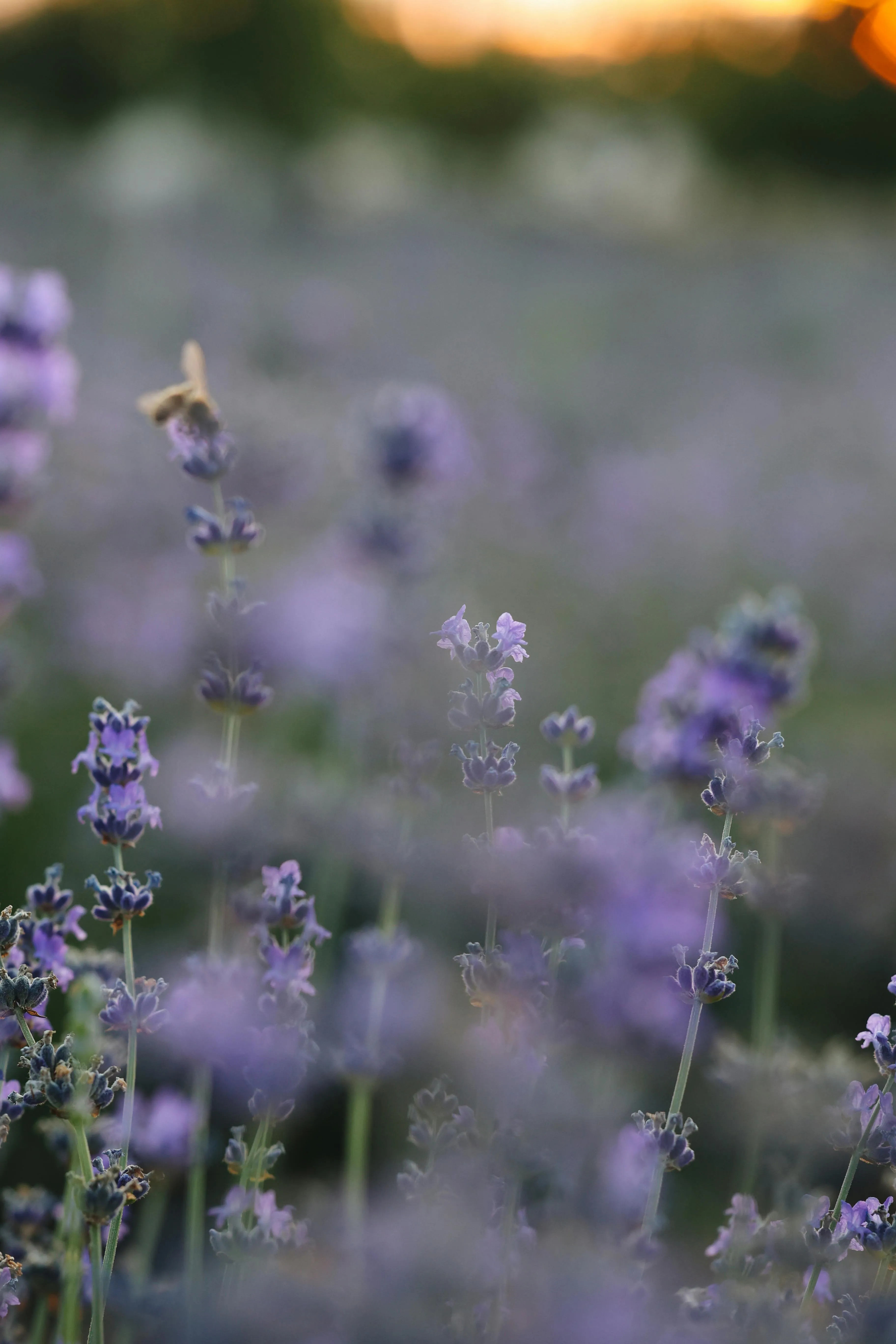 Lavender at Sunrise · Free
