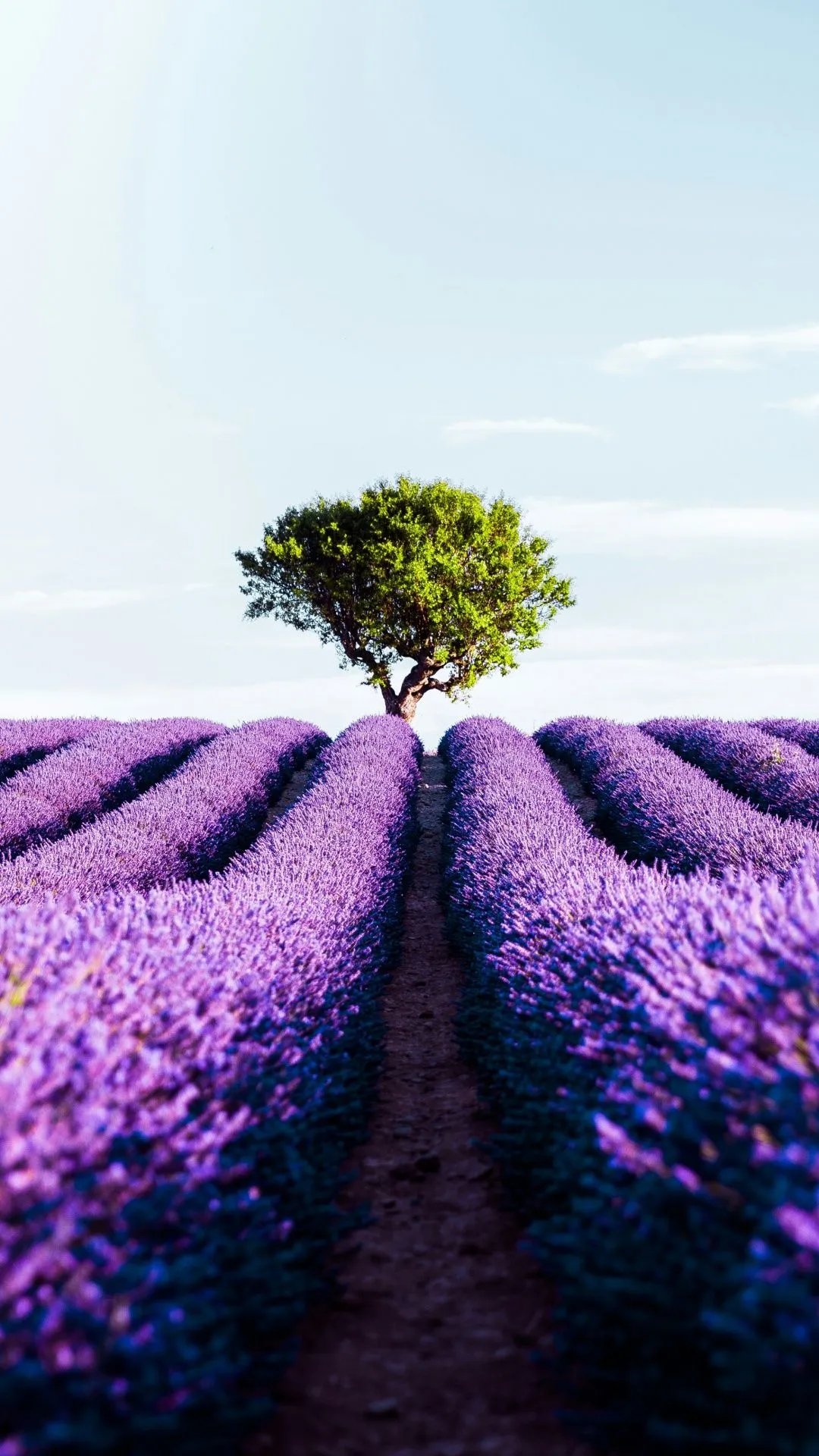 Lavender, Field, Purple, Bloom, Tranquility, Scenic, Meadow, Nature, Freshness, Summer, Relaxation, Beauty, Floral, Horizon 4K UHD Wallpaper for UltraHD Desktop and TV, Widescreen and UltraWide Display, Dual Monitor