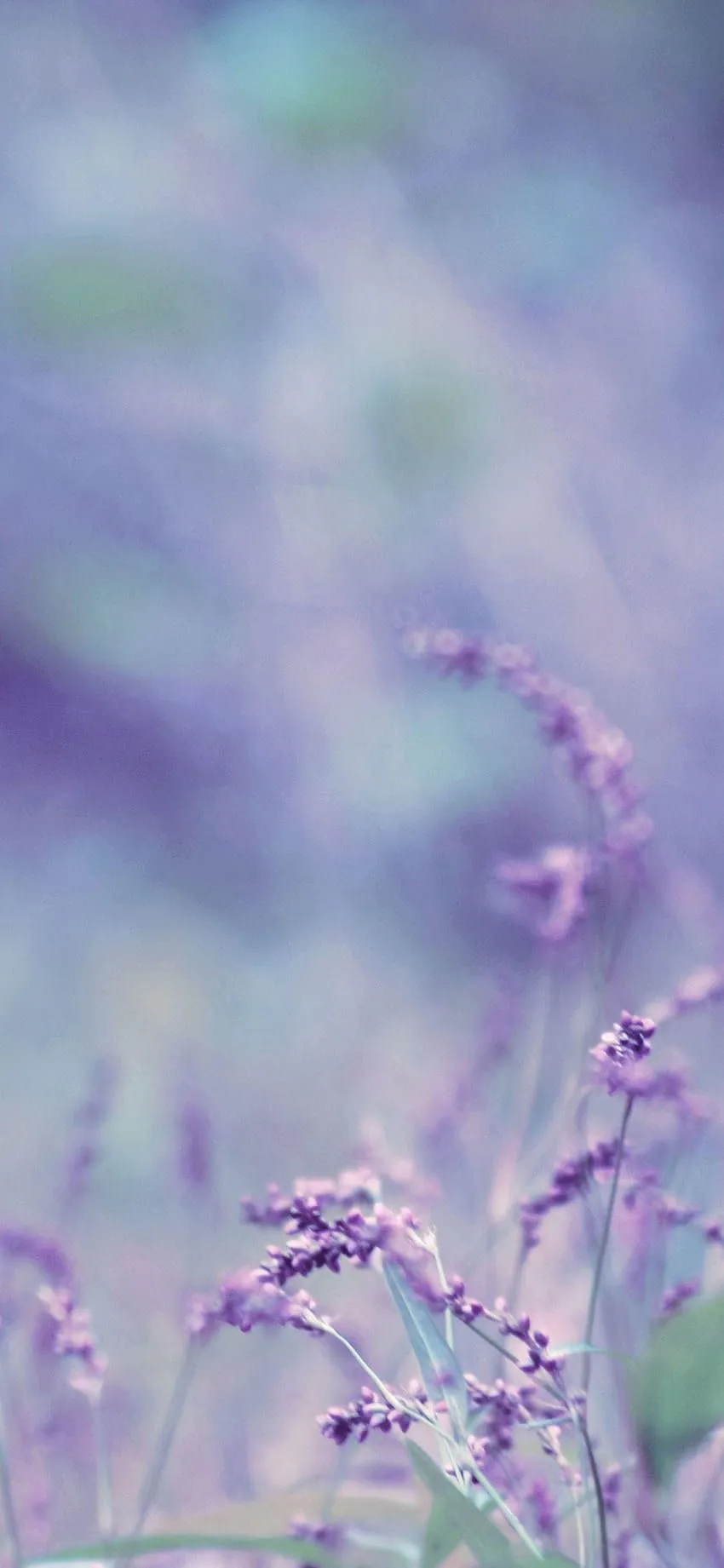 Lavendar Phone Wallpaper, HD Background on WallpaperBat