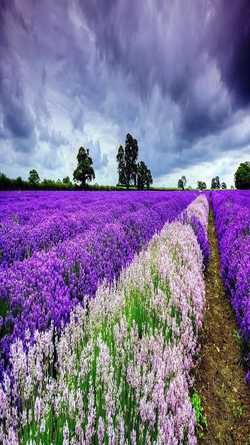 Purple Lavender fld, look, nice, HD phone wallpaper
