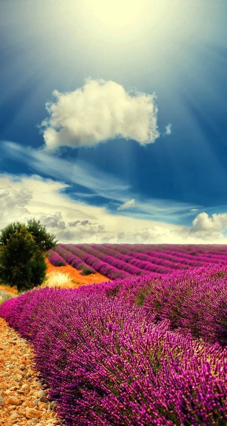 Обои wallpaper iPhone lavender
