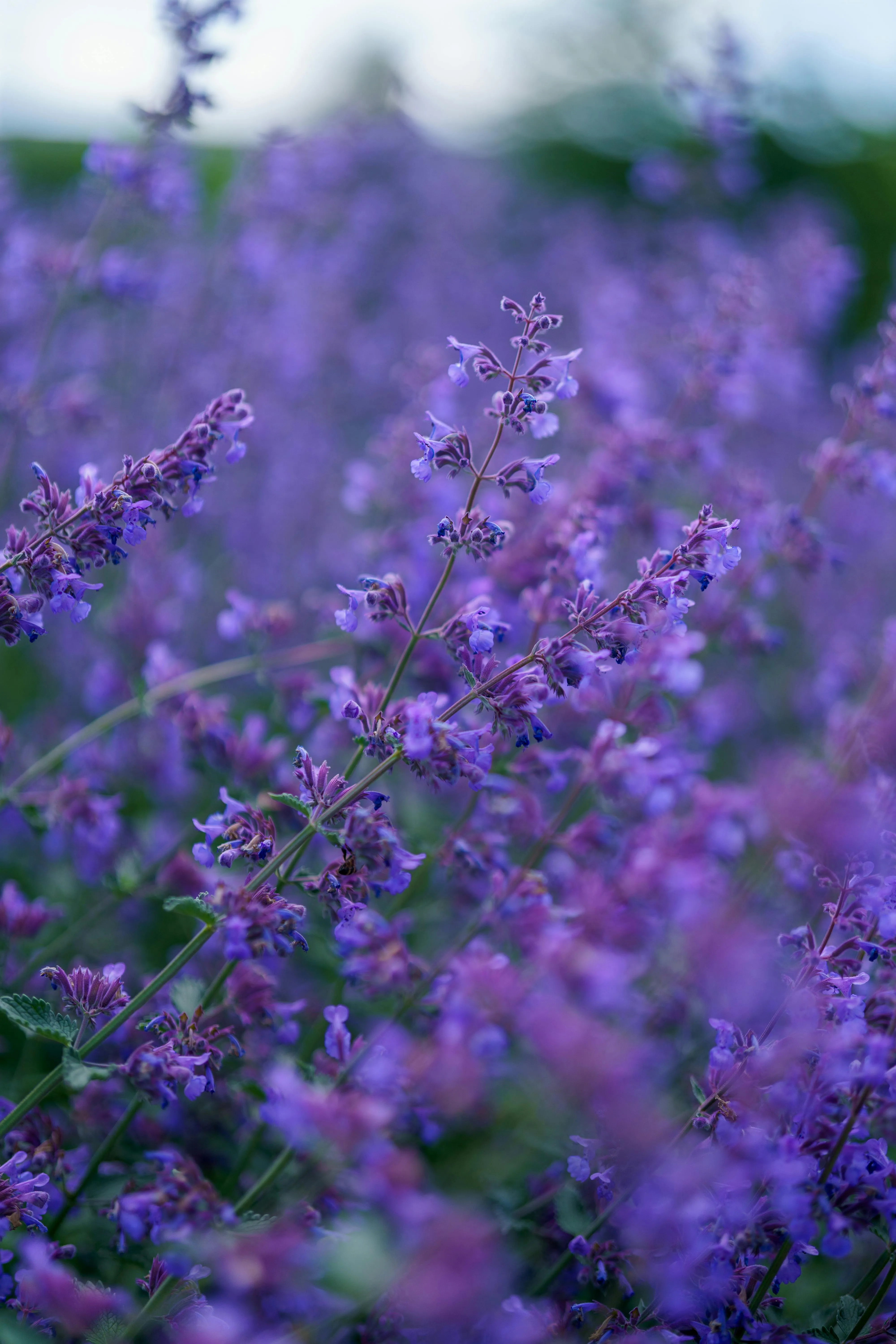 Selective Focus Photo Of Lavender Flowers · Free