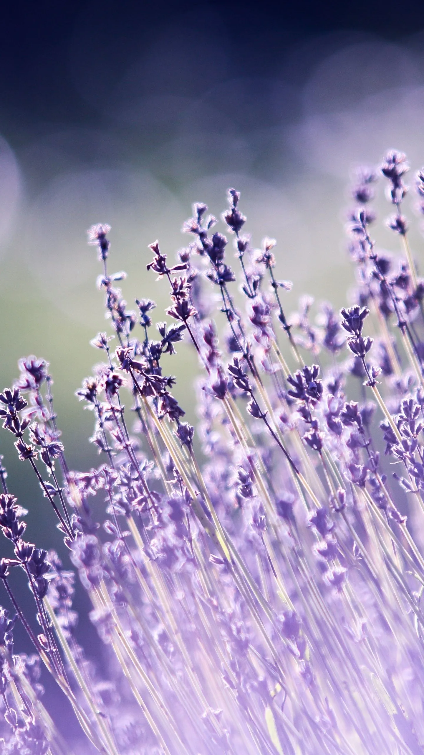 Lavender flowers Wallpaper 4K, Bokeh, Blur, Garden, Purple