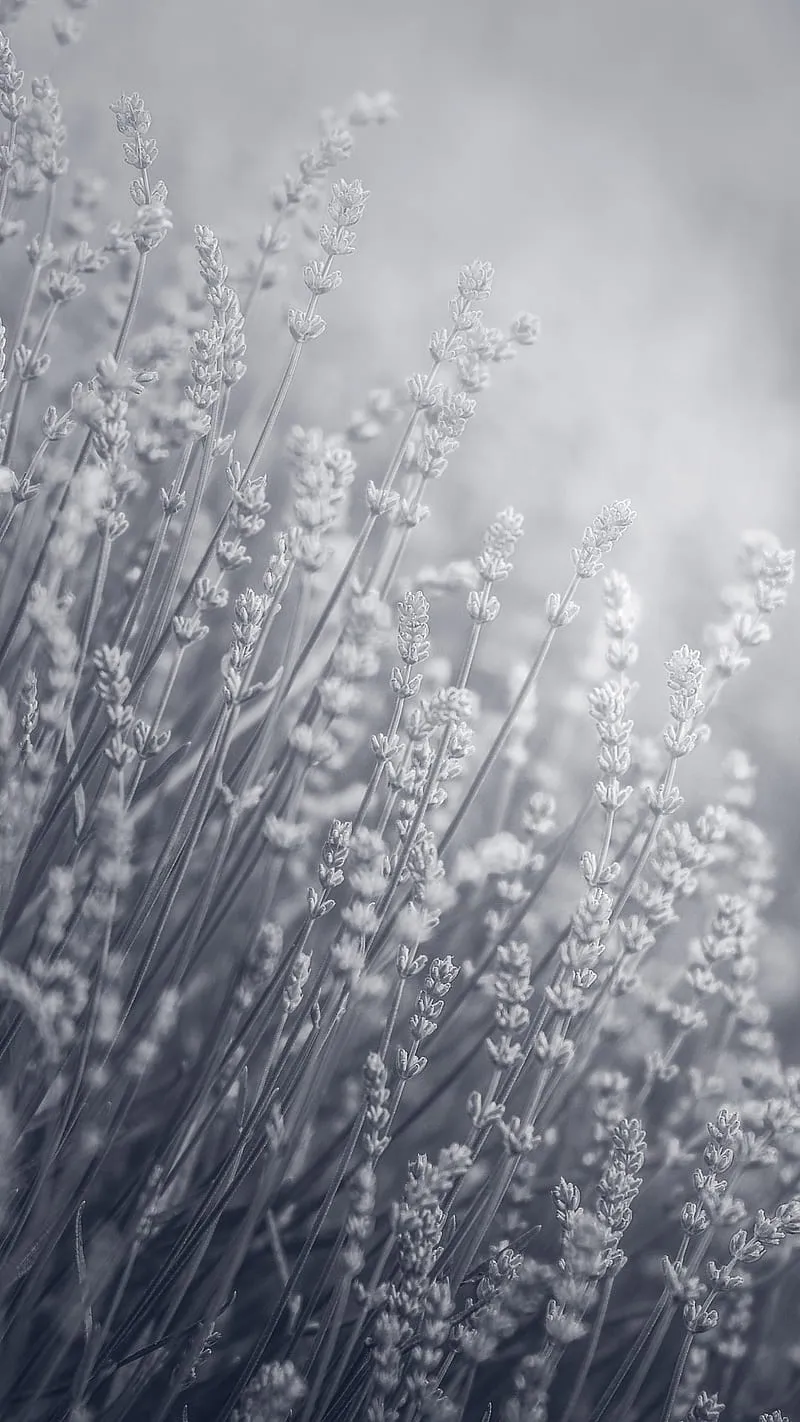Lavender Flowers, field, nature, bnw, black and white, monochrome, HD phone wallpaper