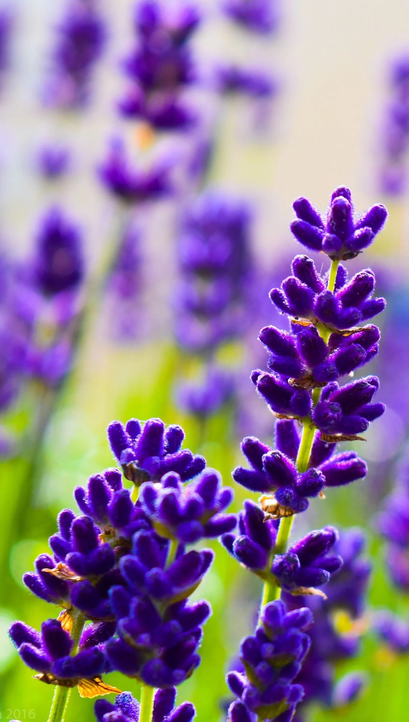 Lavander Wallpaper 4k for iPhone and Mobile Phone
