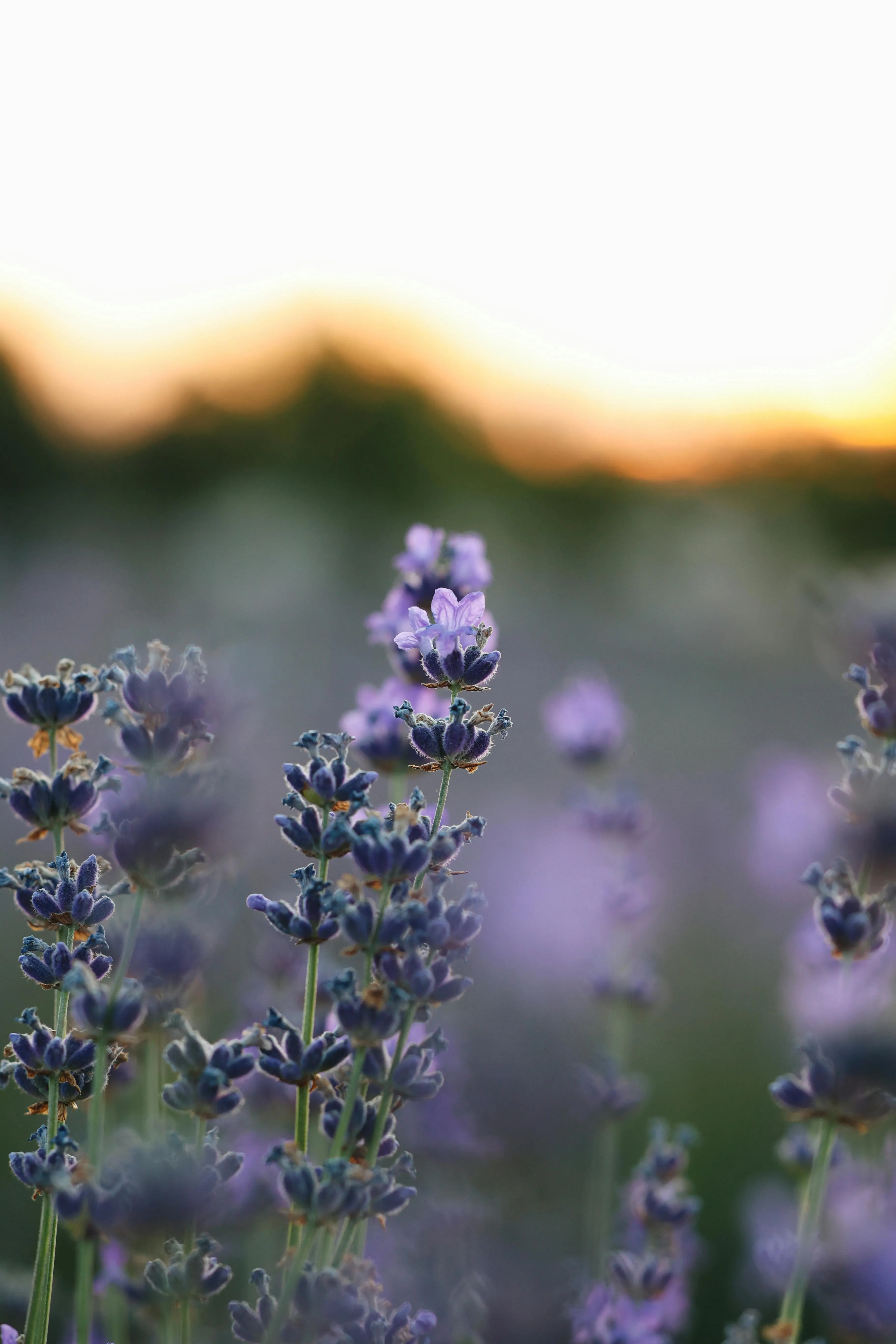 Lavender flowers in the sunset · Free
