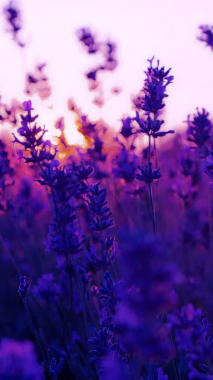 Flowers Lavender Plants Purple Mobile HD phone wallpaper