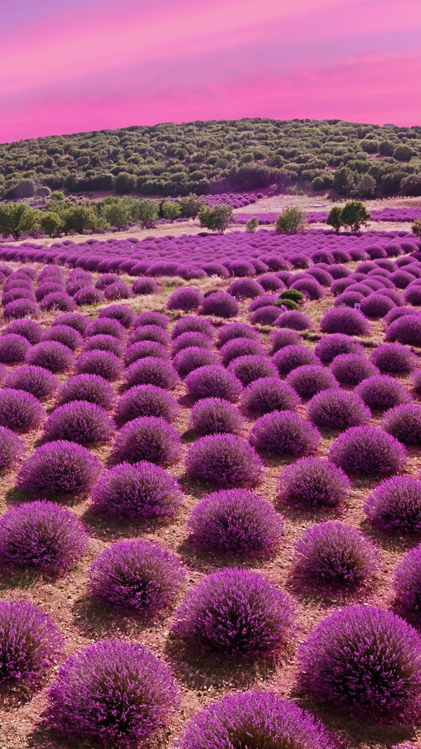 Lavender fields Wallpaper 4K, Landscape, Pink sky, Garden