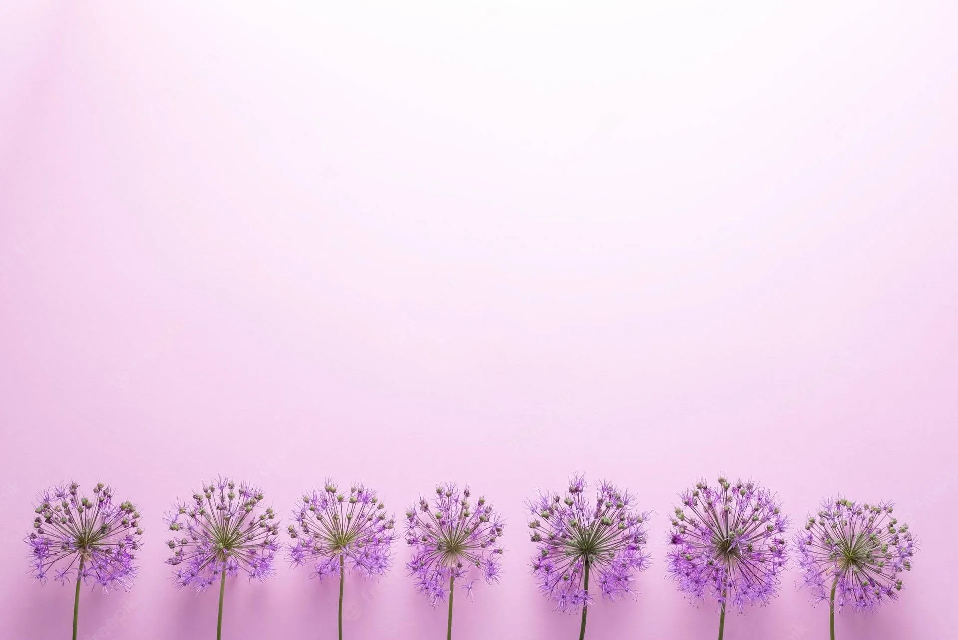 Download Purple Minimalist Flower Computer Wallpaper
