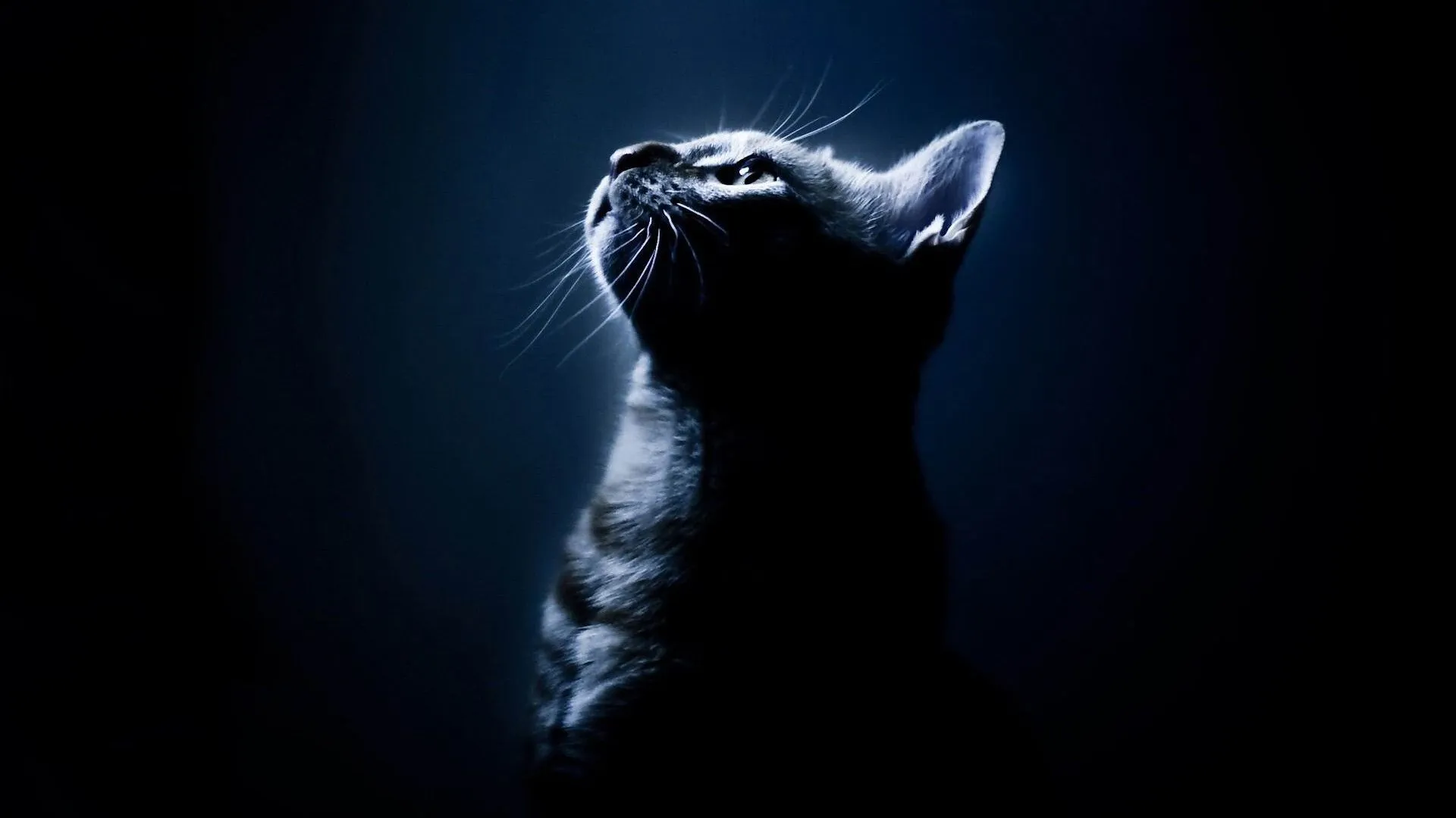 Kitten In The Dark Cute Pet Cat Desktop Picture