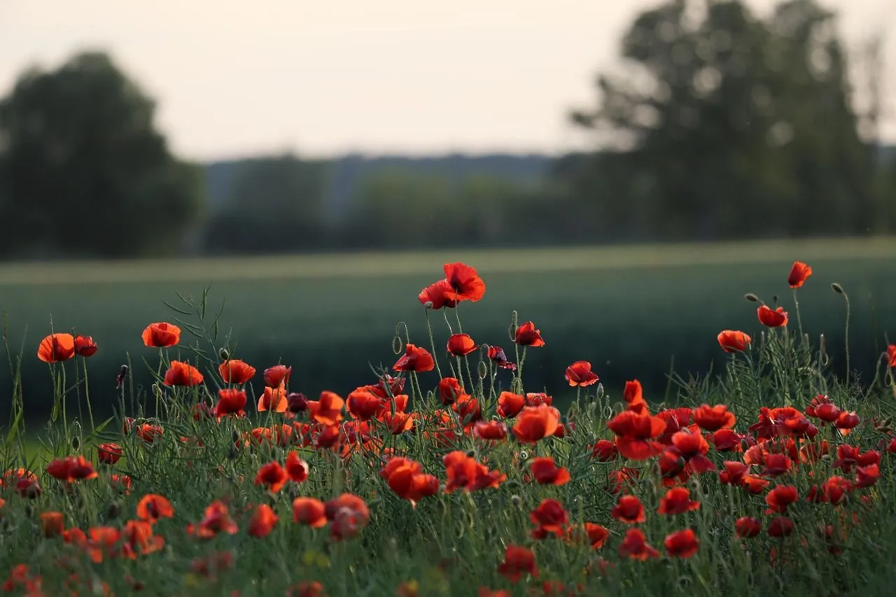 Free Calming Wallpaper & Nature Image