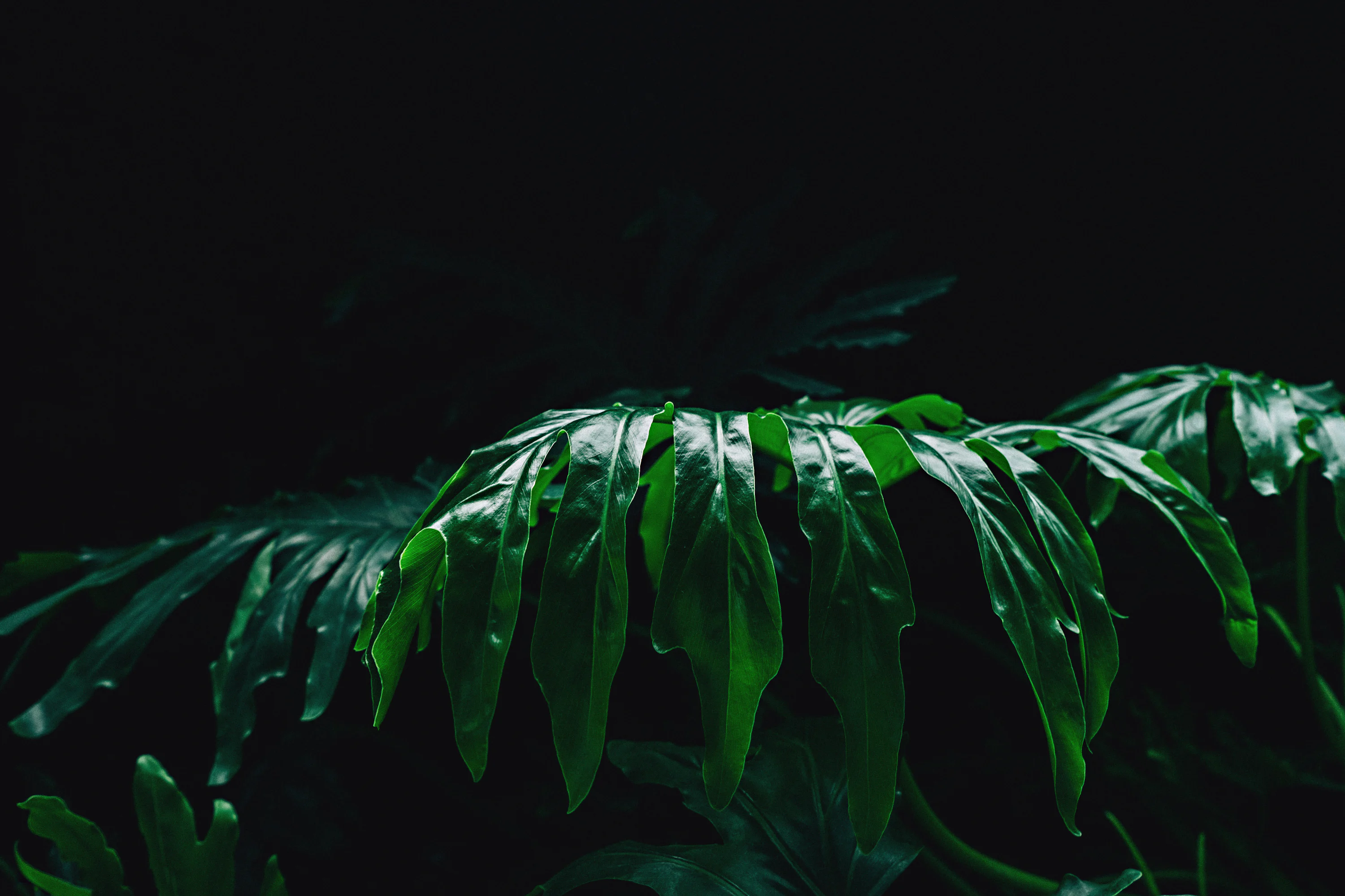 calm wallpaper. best free photo