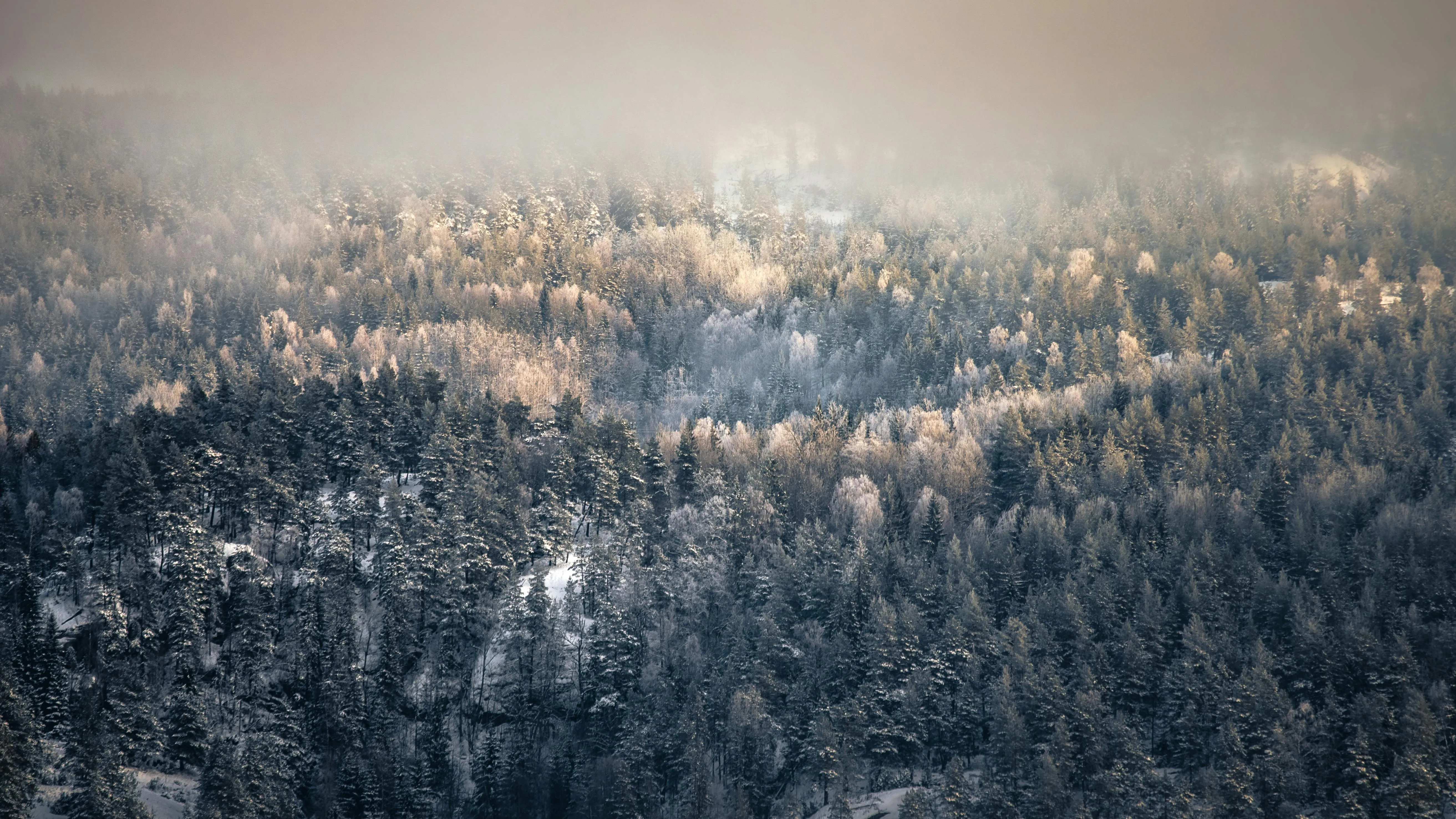 Aerial Photo of Winter Forest · Free